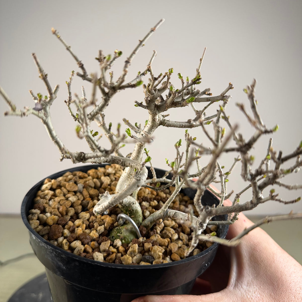 Ligustrum