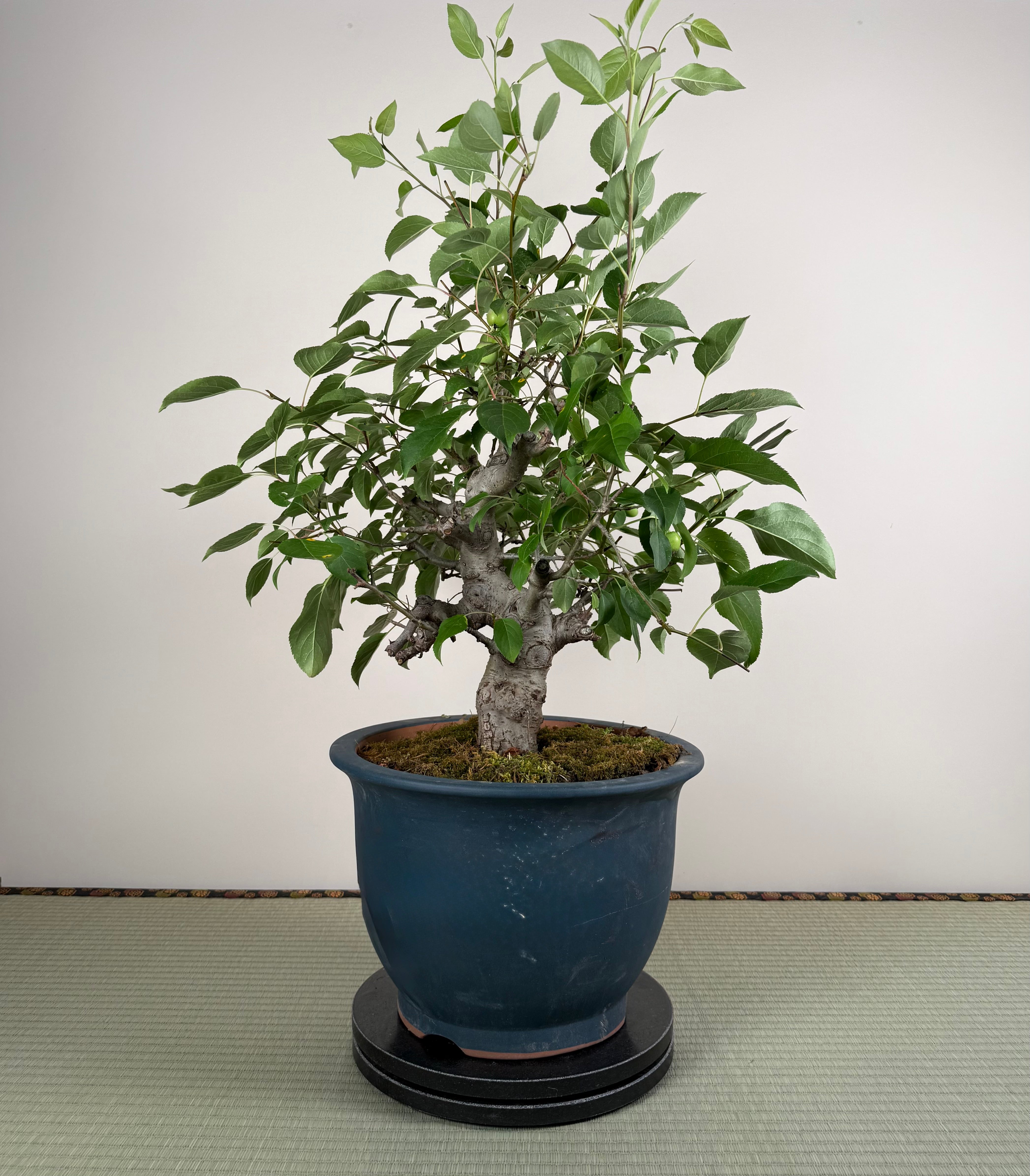 Malus 'Hime Ringo'