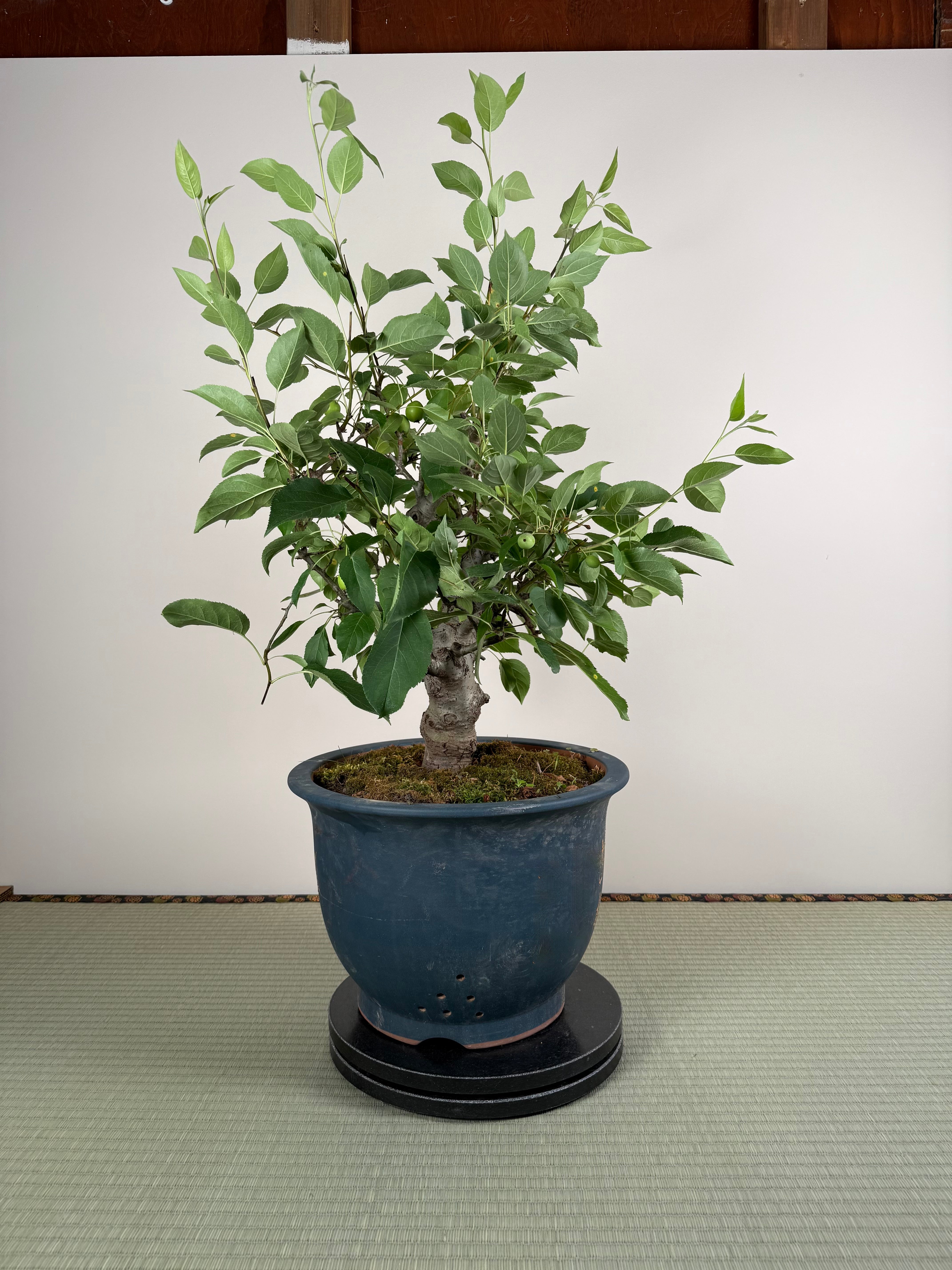 Malus 'Hime Ringo'
