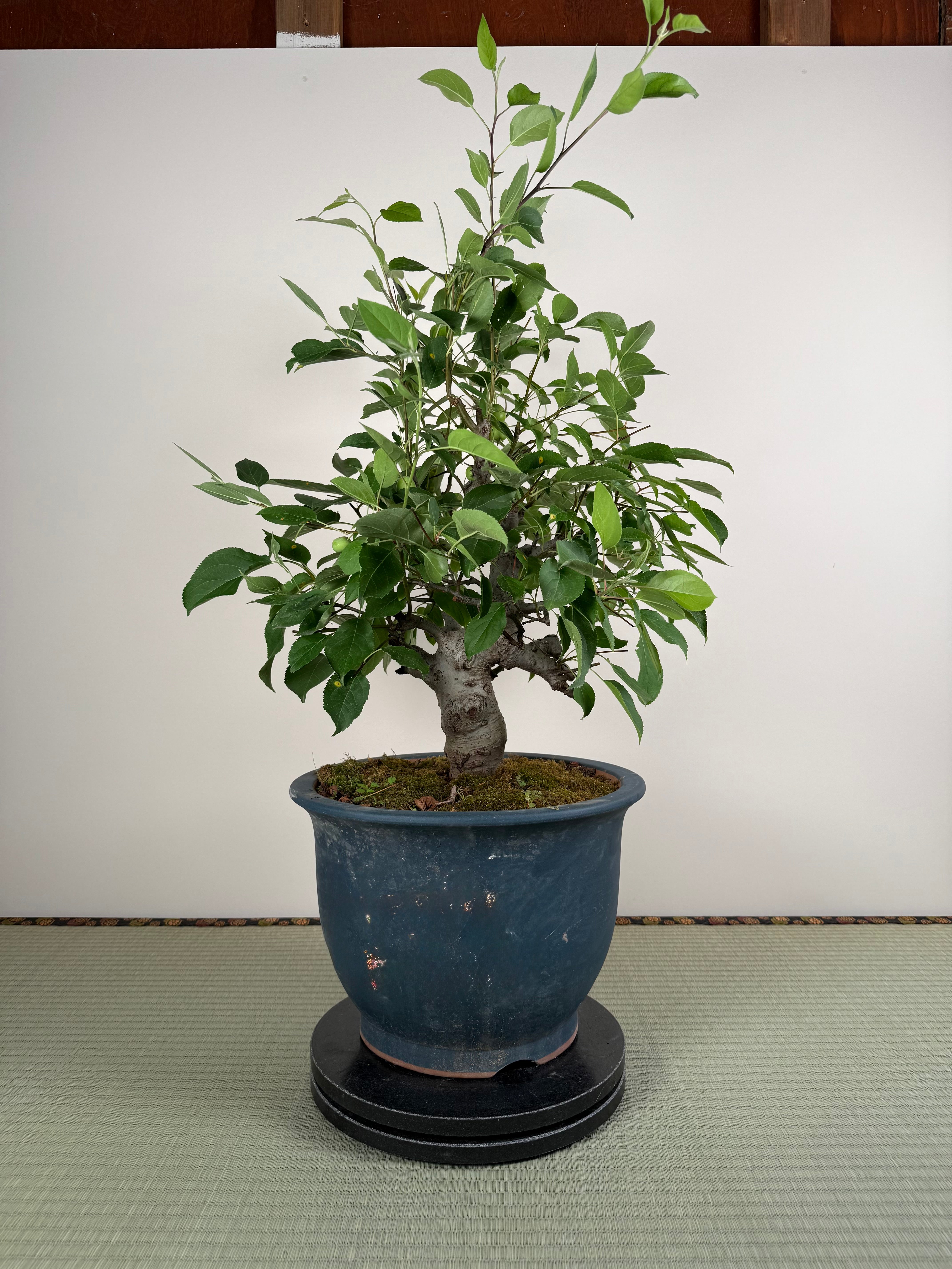 Malus 'Hime Ringo'