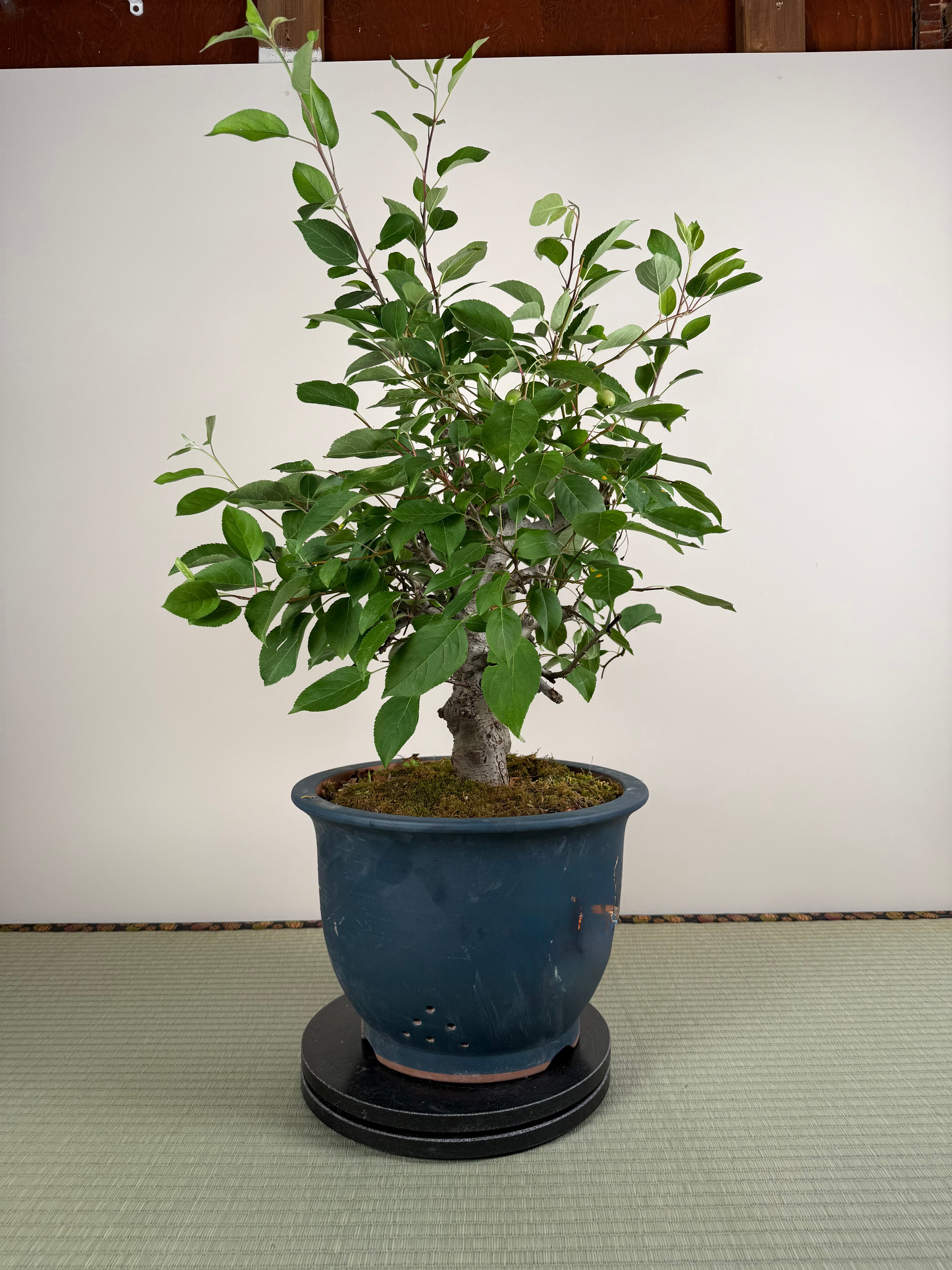 Malus 'Hime Ringo'