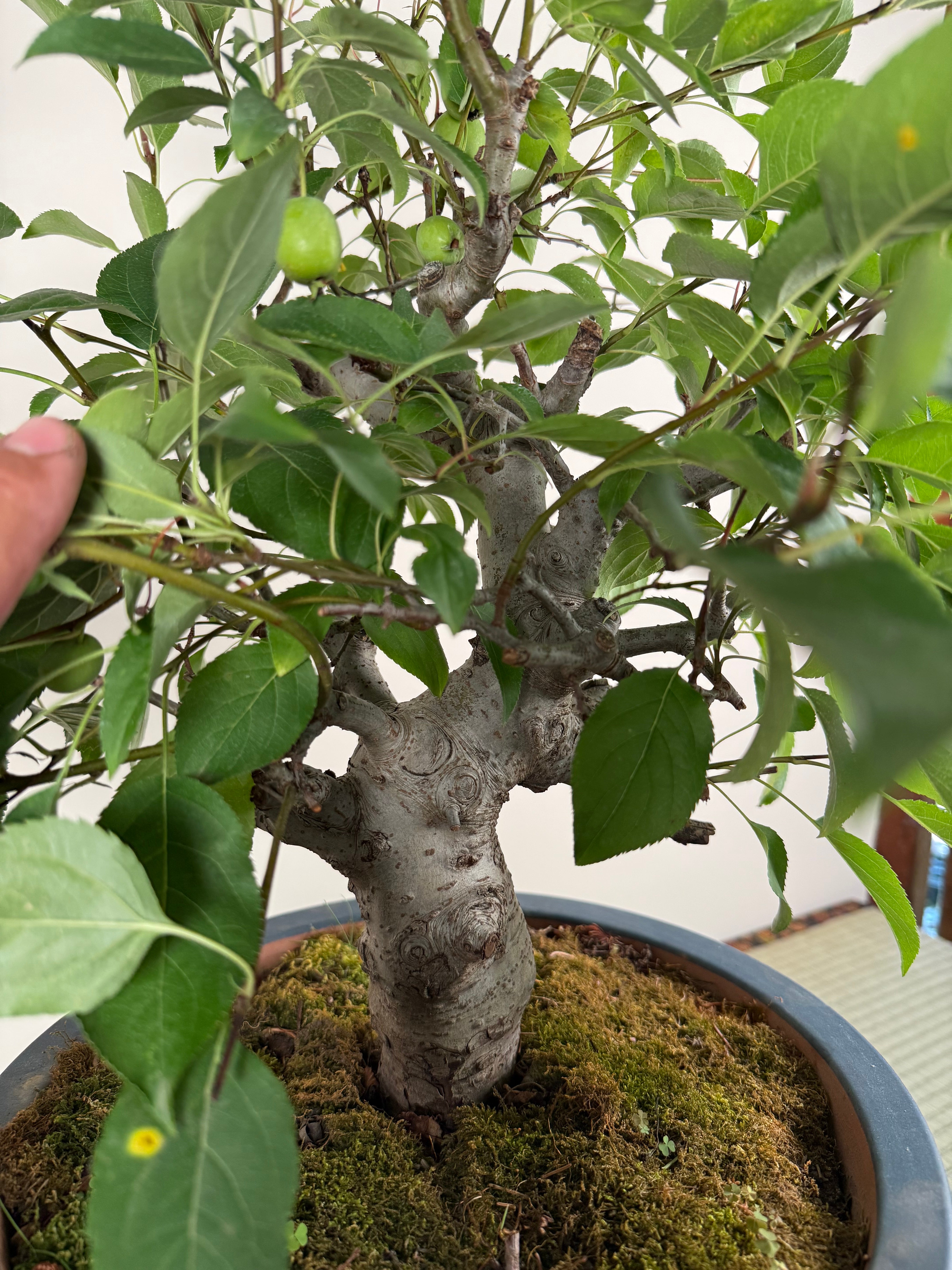 Malus 'Hime Ringo'