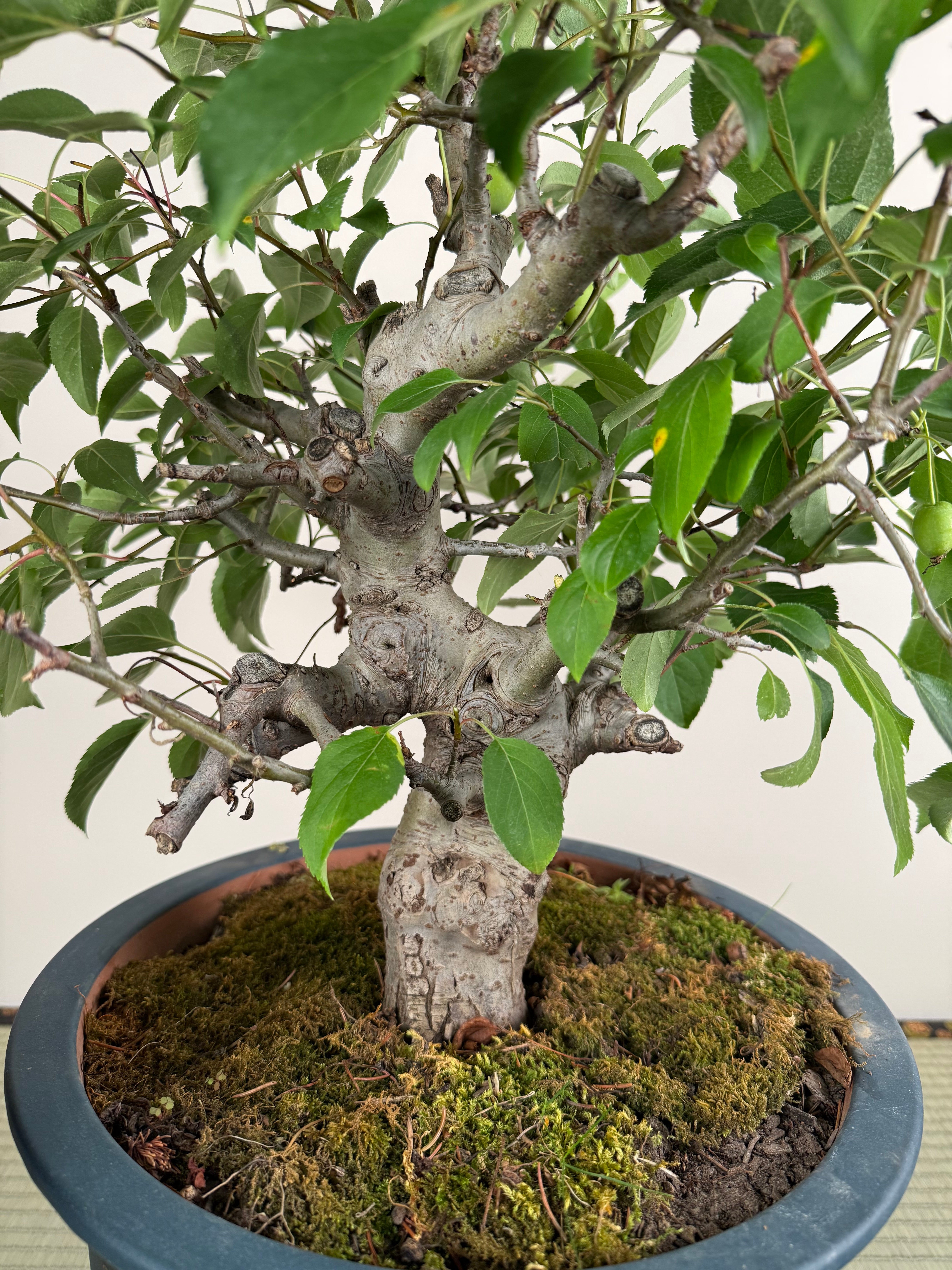 Malus 'Hime Ringo'