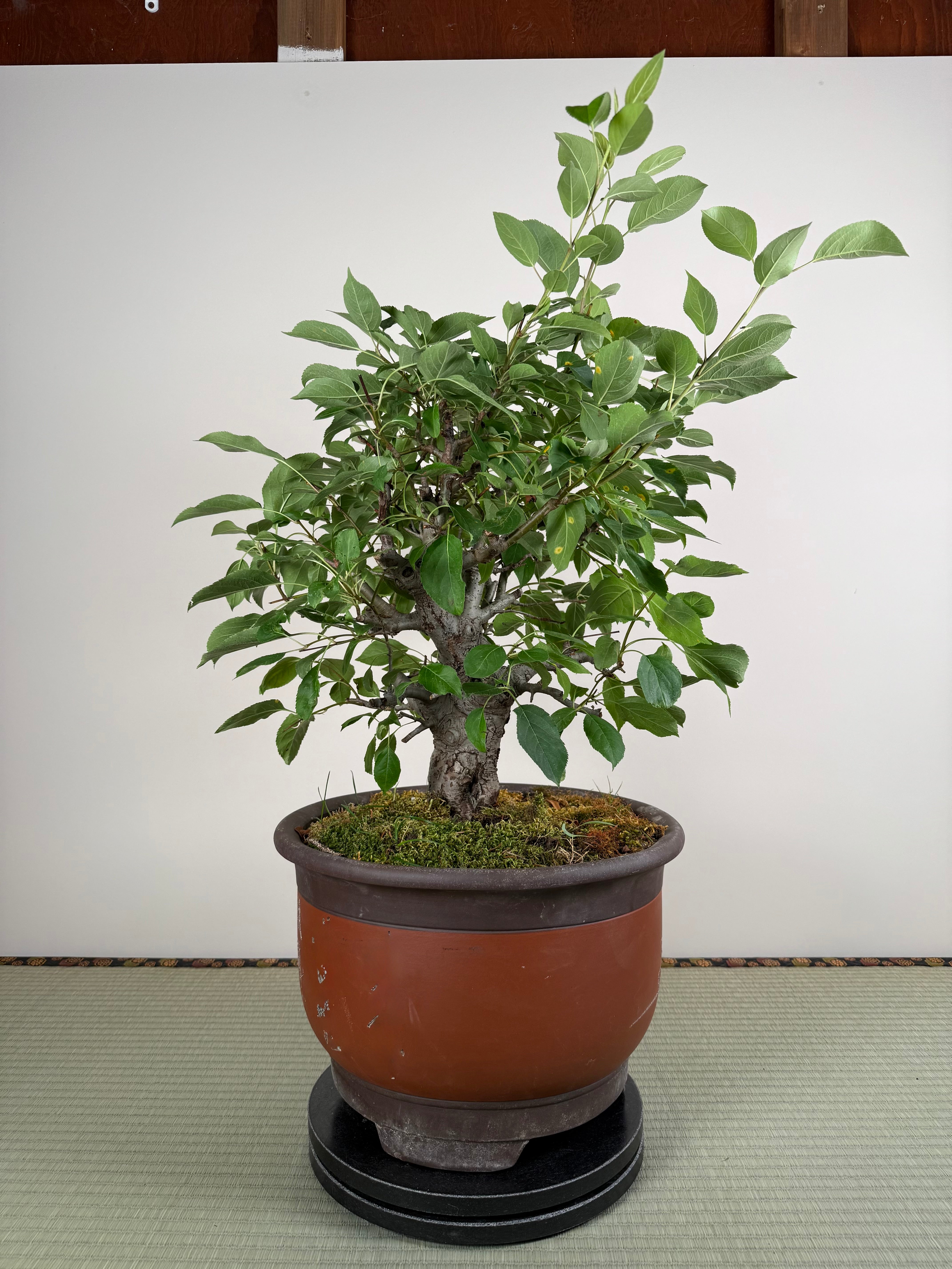 Malus 'Hime Ringo'