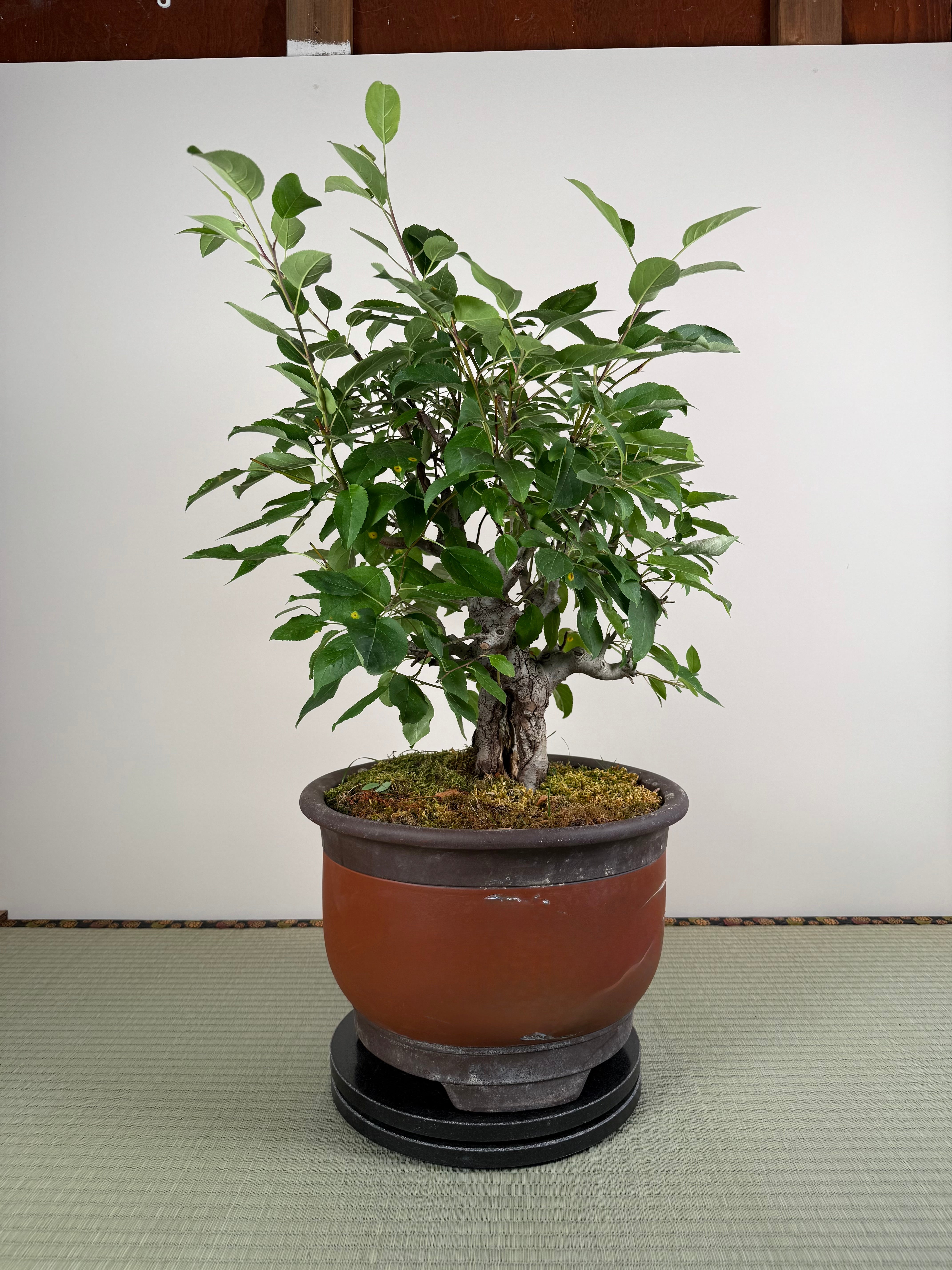 Malus 'Hime Ringo'