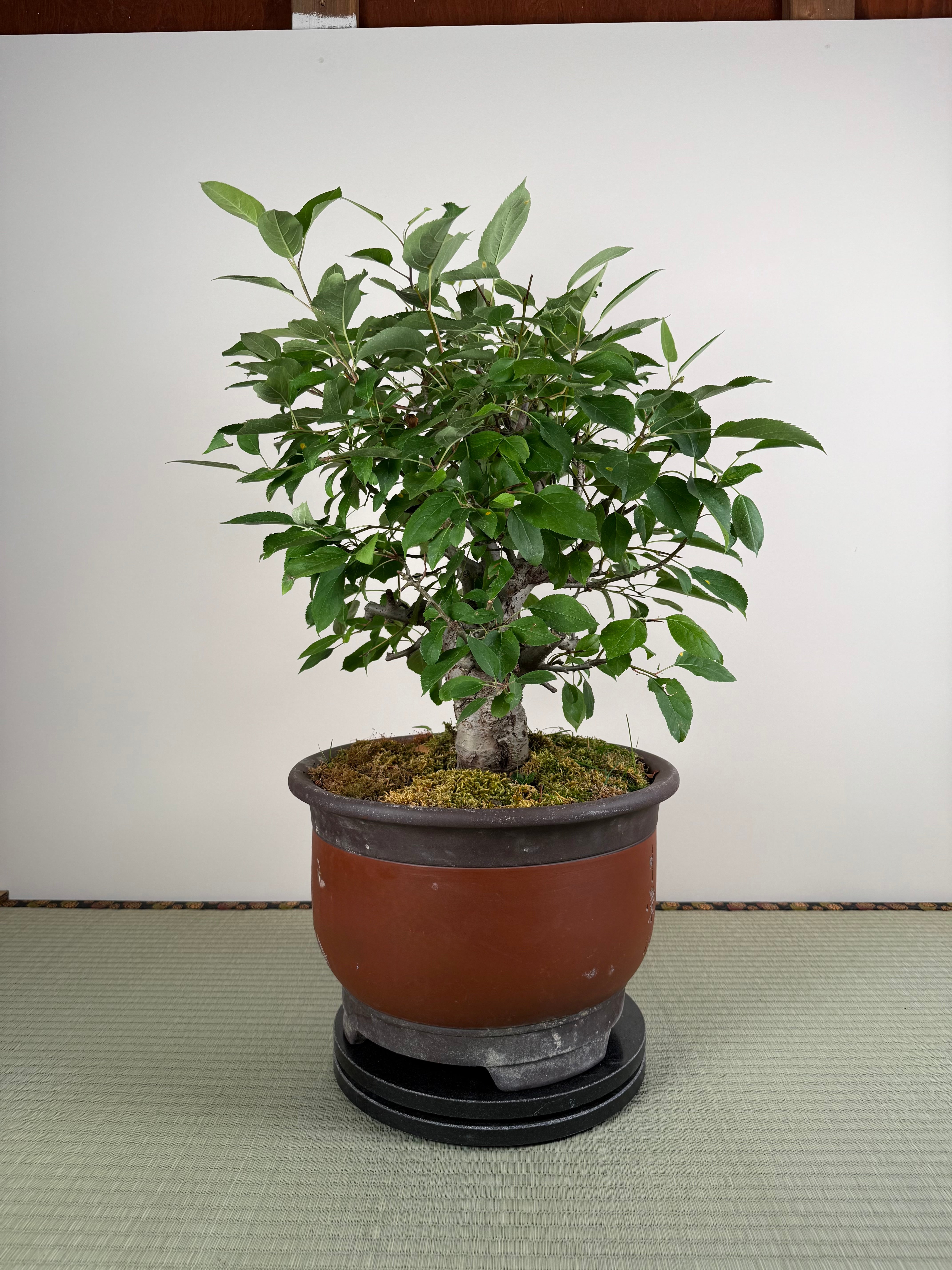 Malus 'Hime Ringo'