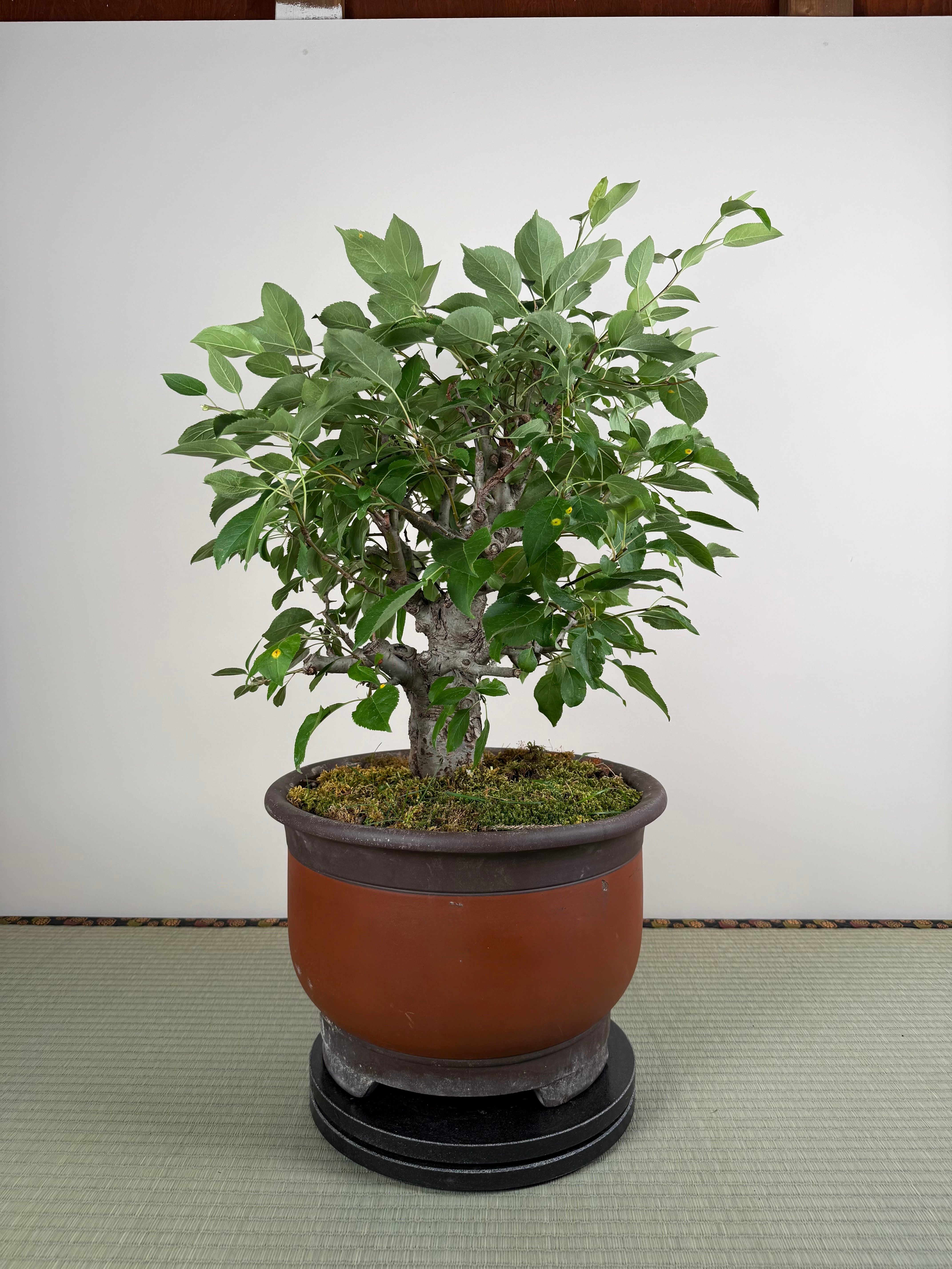 Malus 'Hime Ringo'