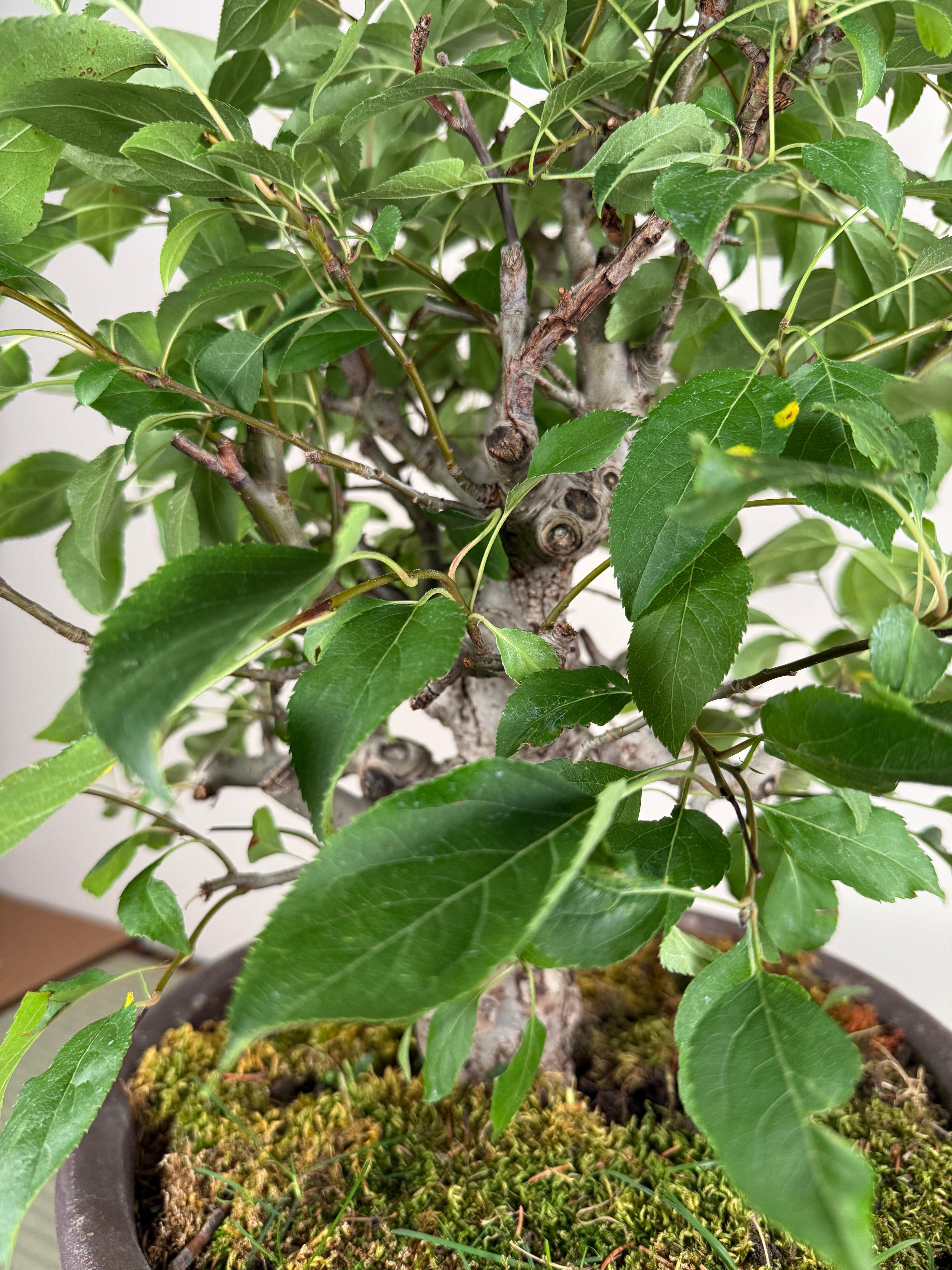 Malus 'Hime Ringo'