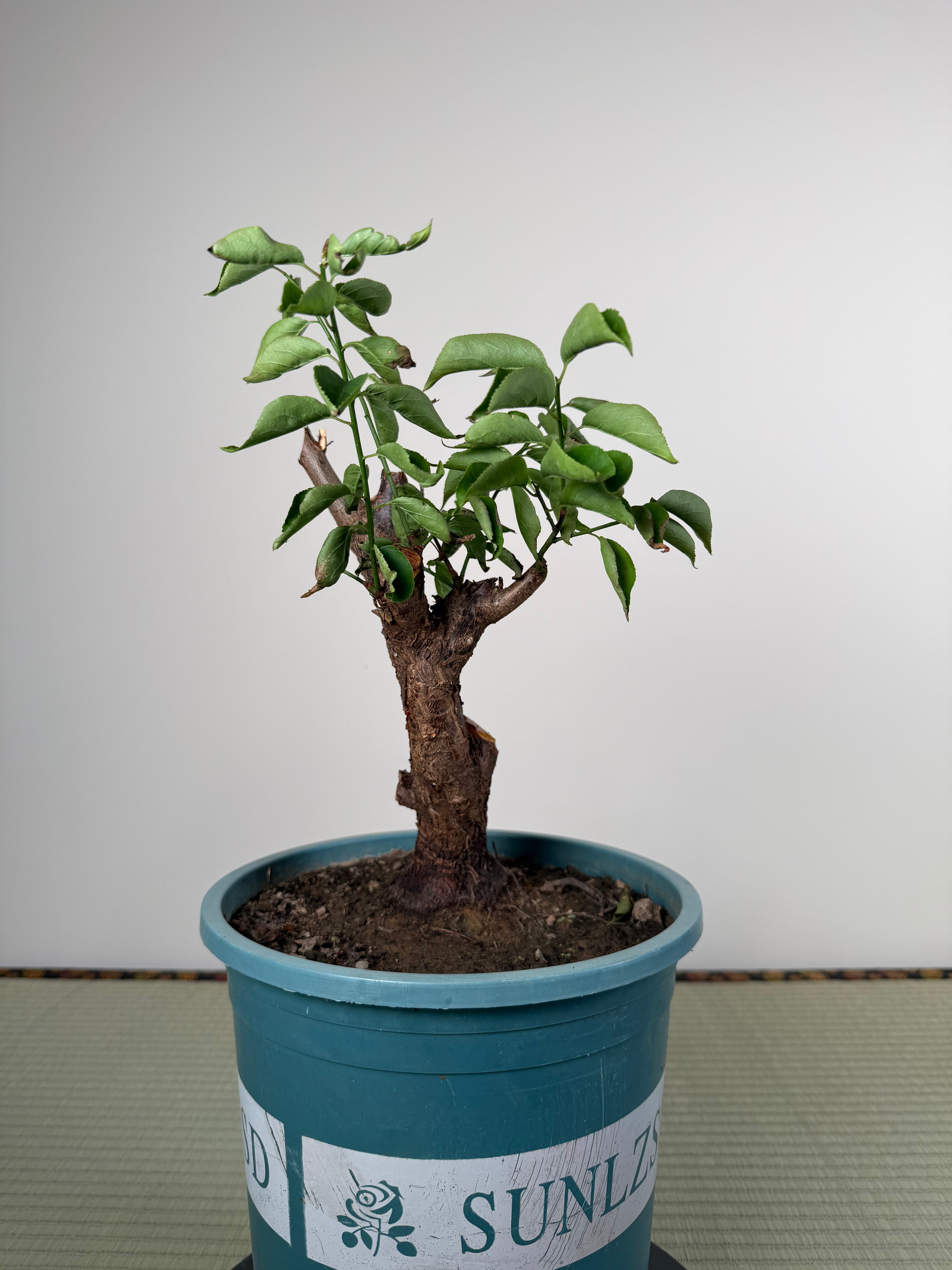 Prunus mume