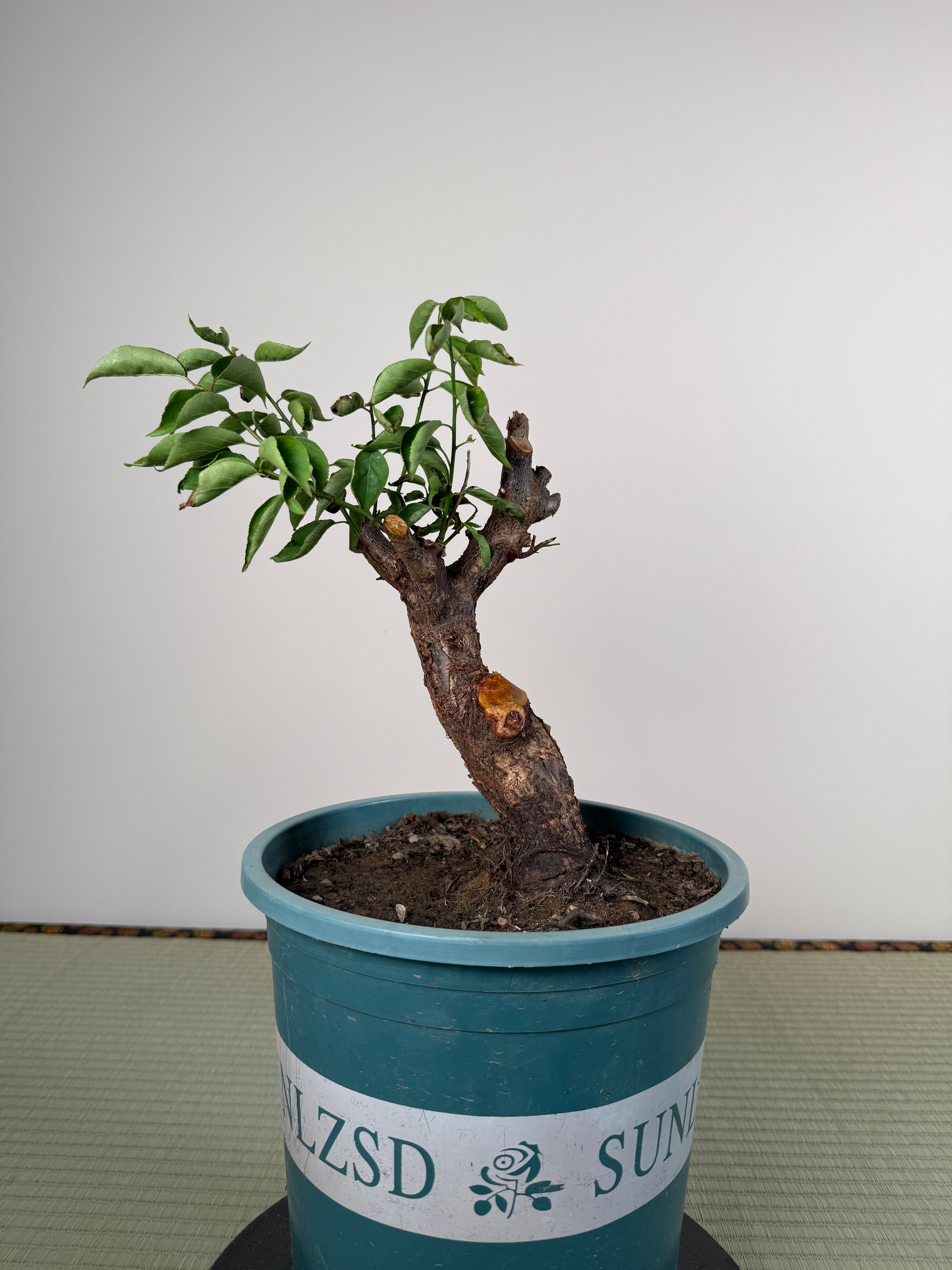 Prunus mume