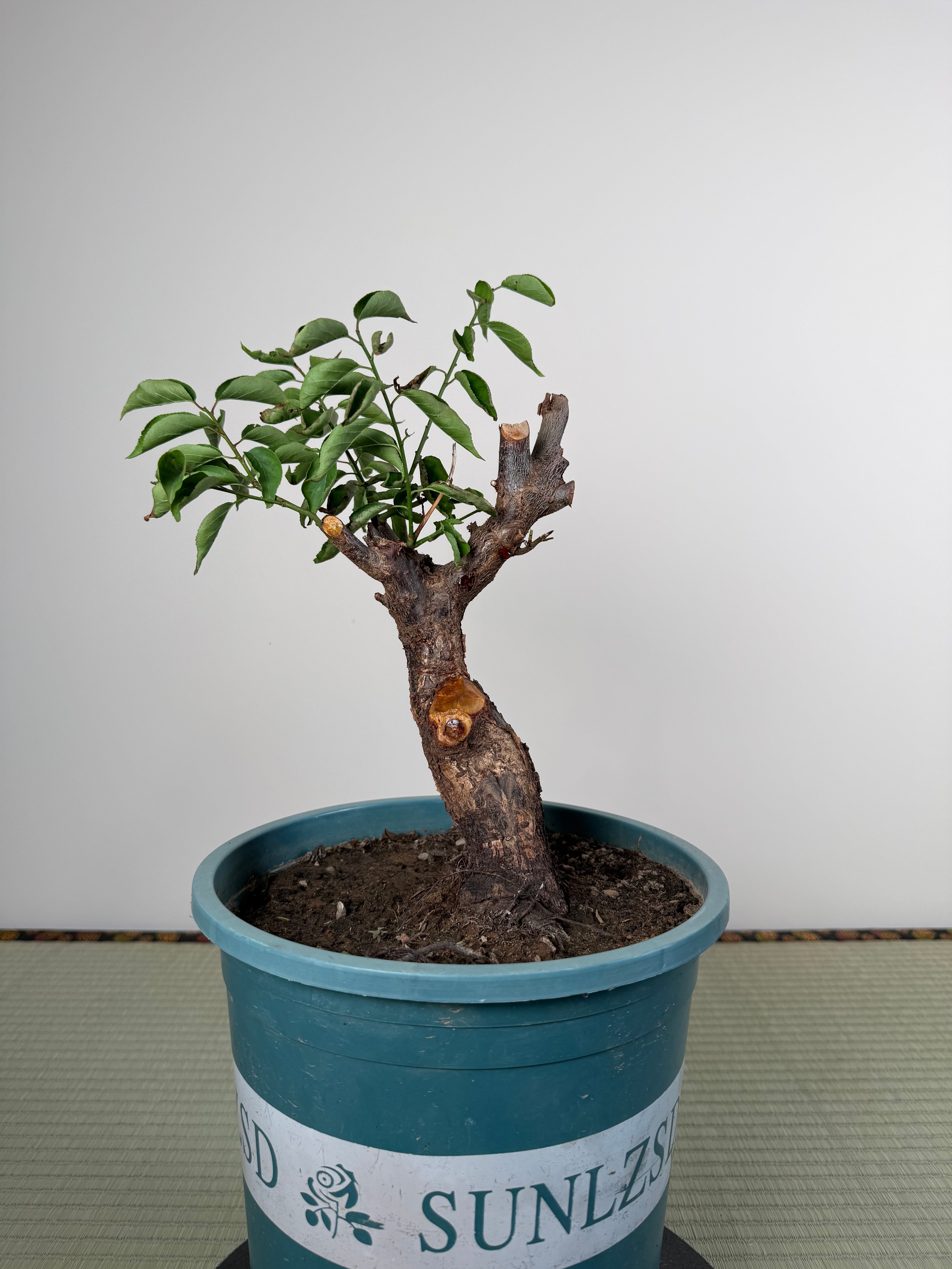 Prunus mume