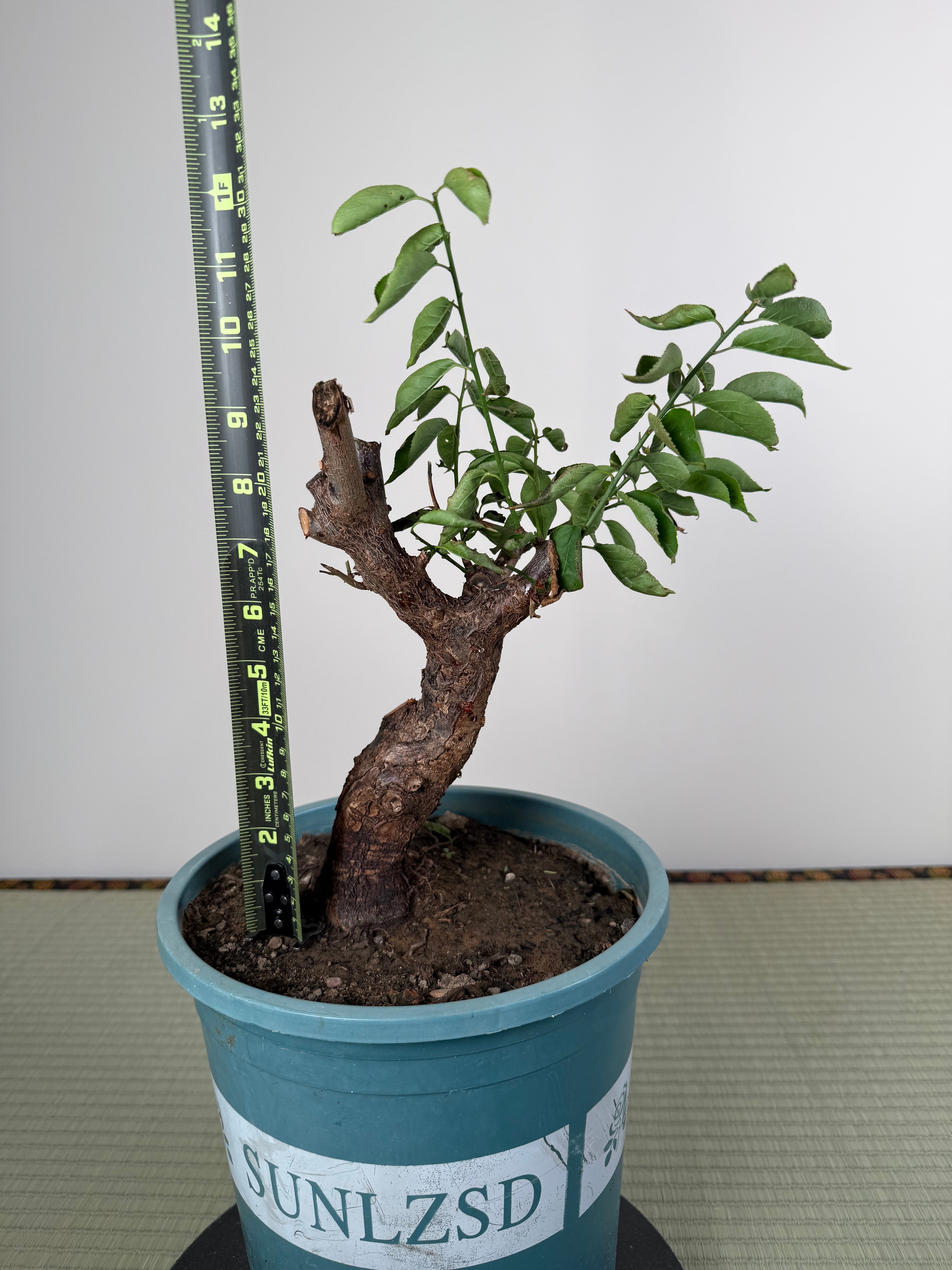 Prunus mume