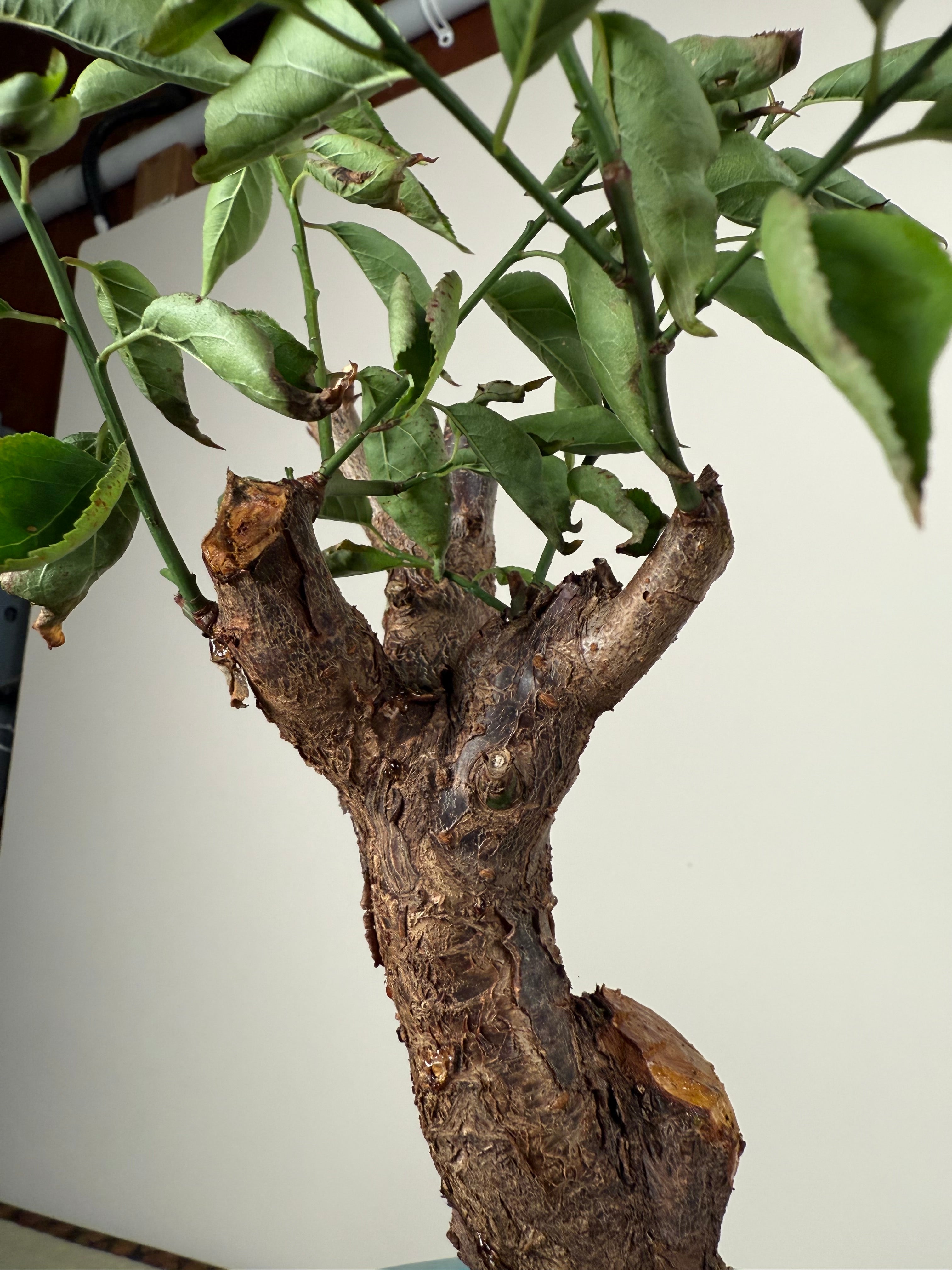 Prunus mume