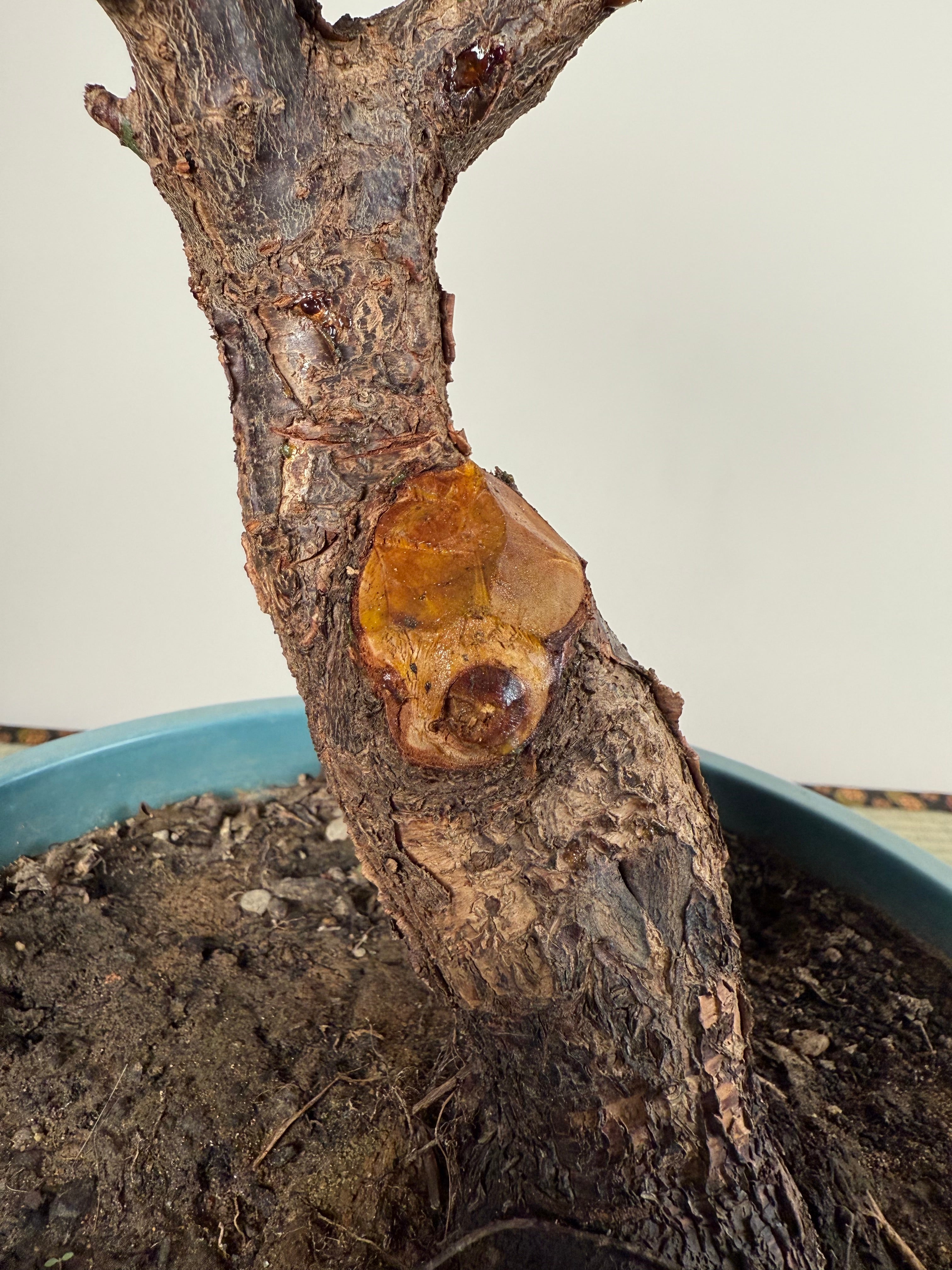 Prunus mume