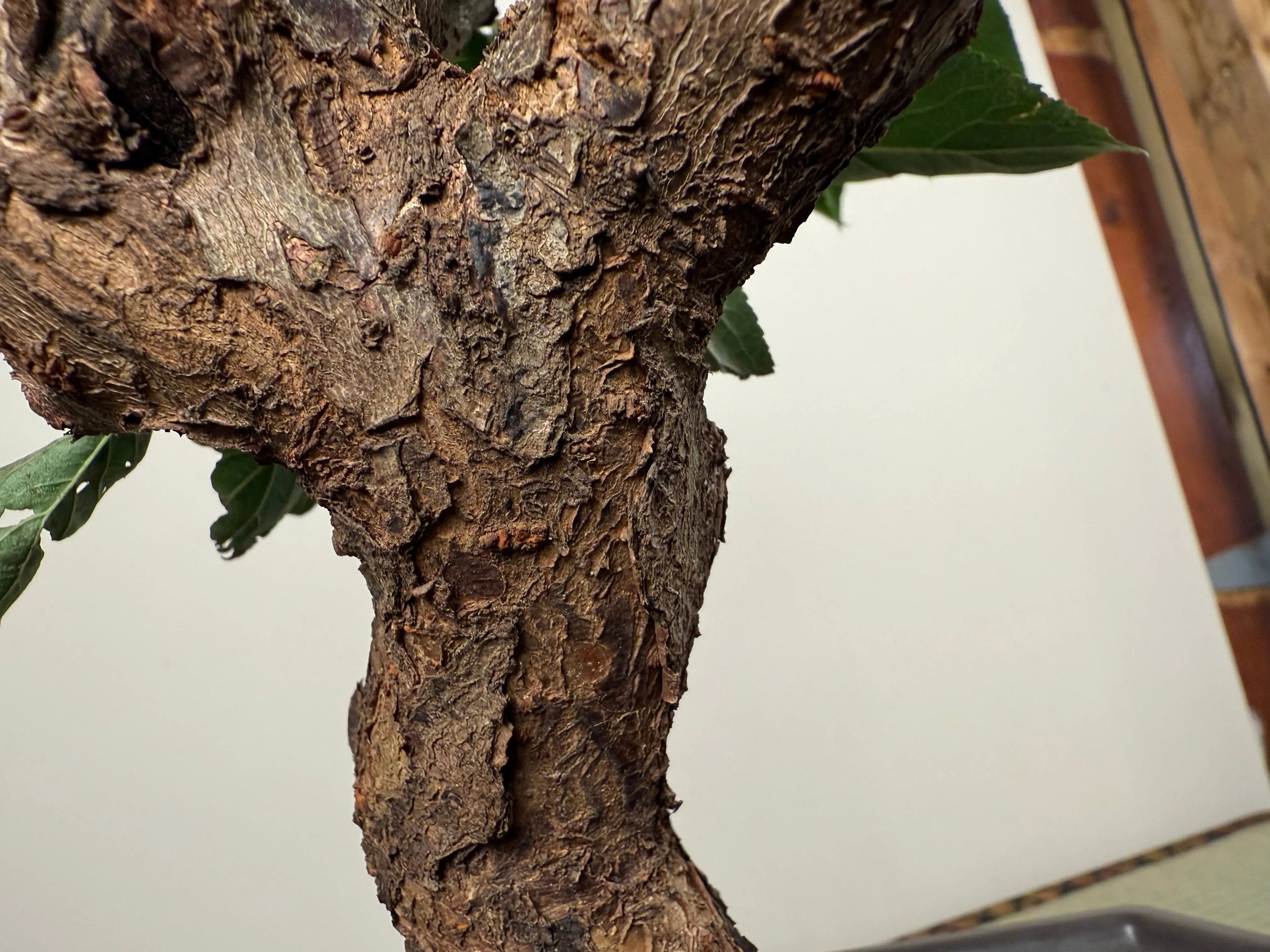 Prunus mume Canada Bonsai