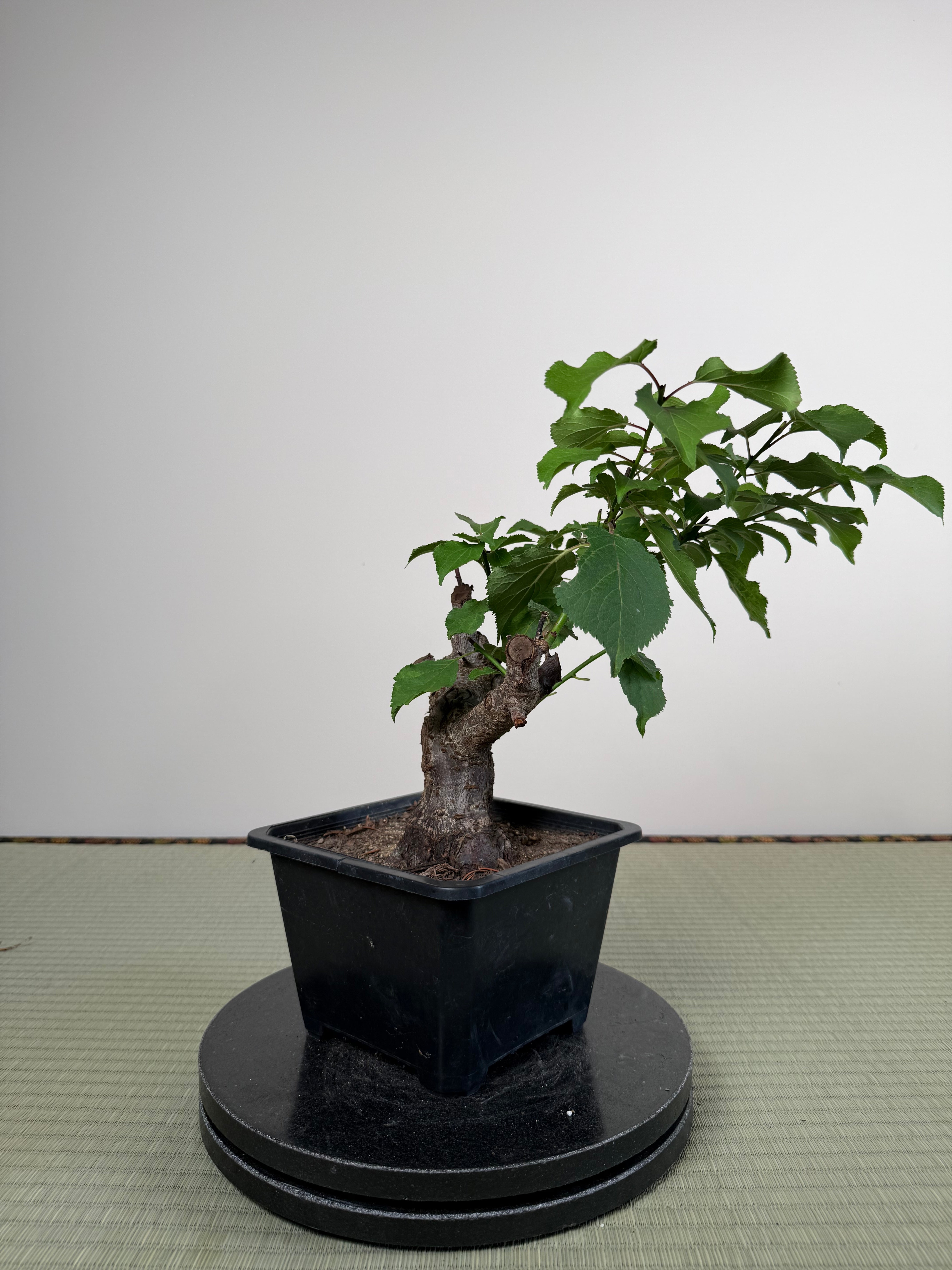 Prunus mume