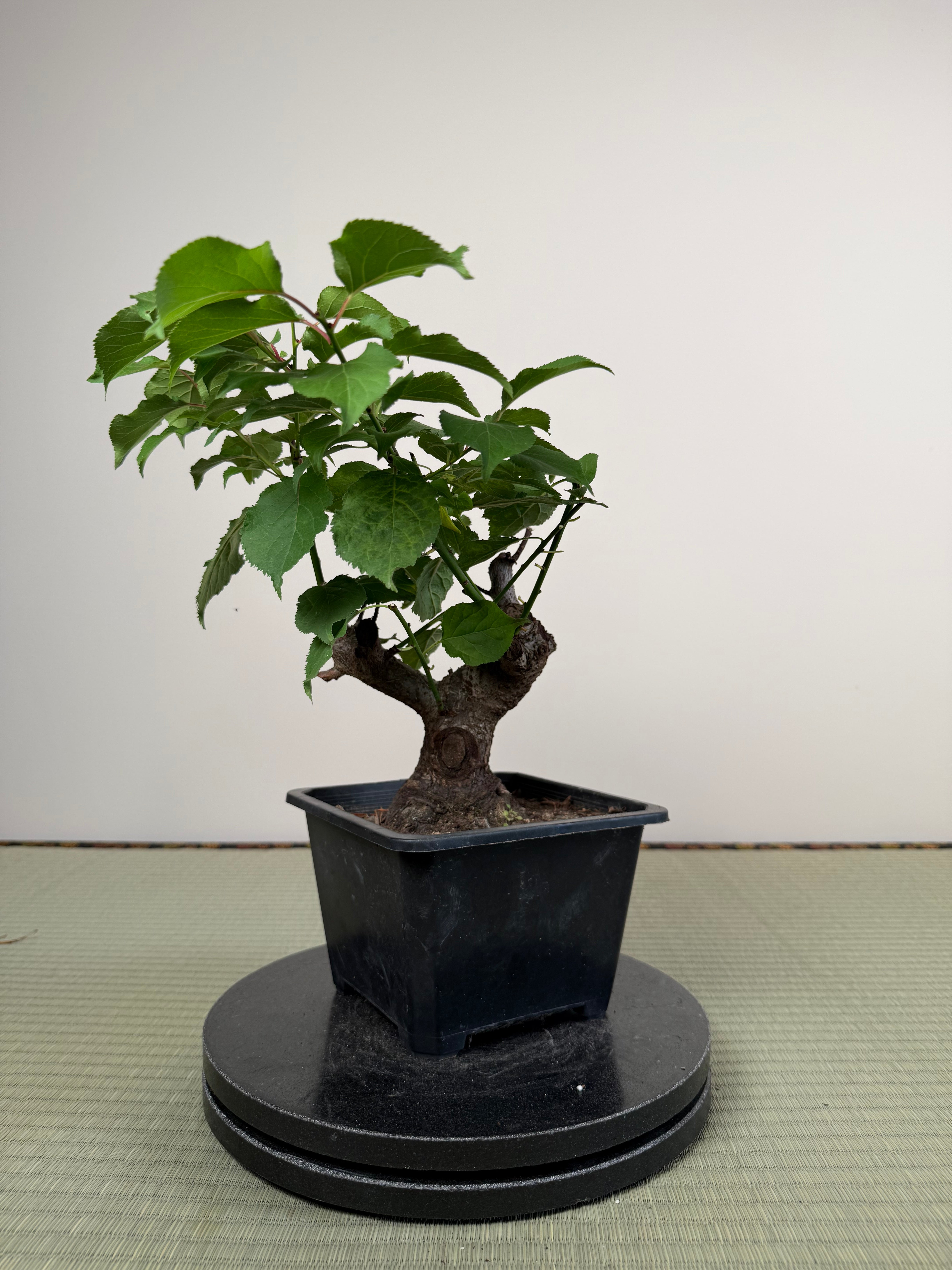 Prunus mume