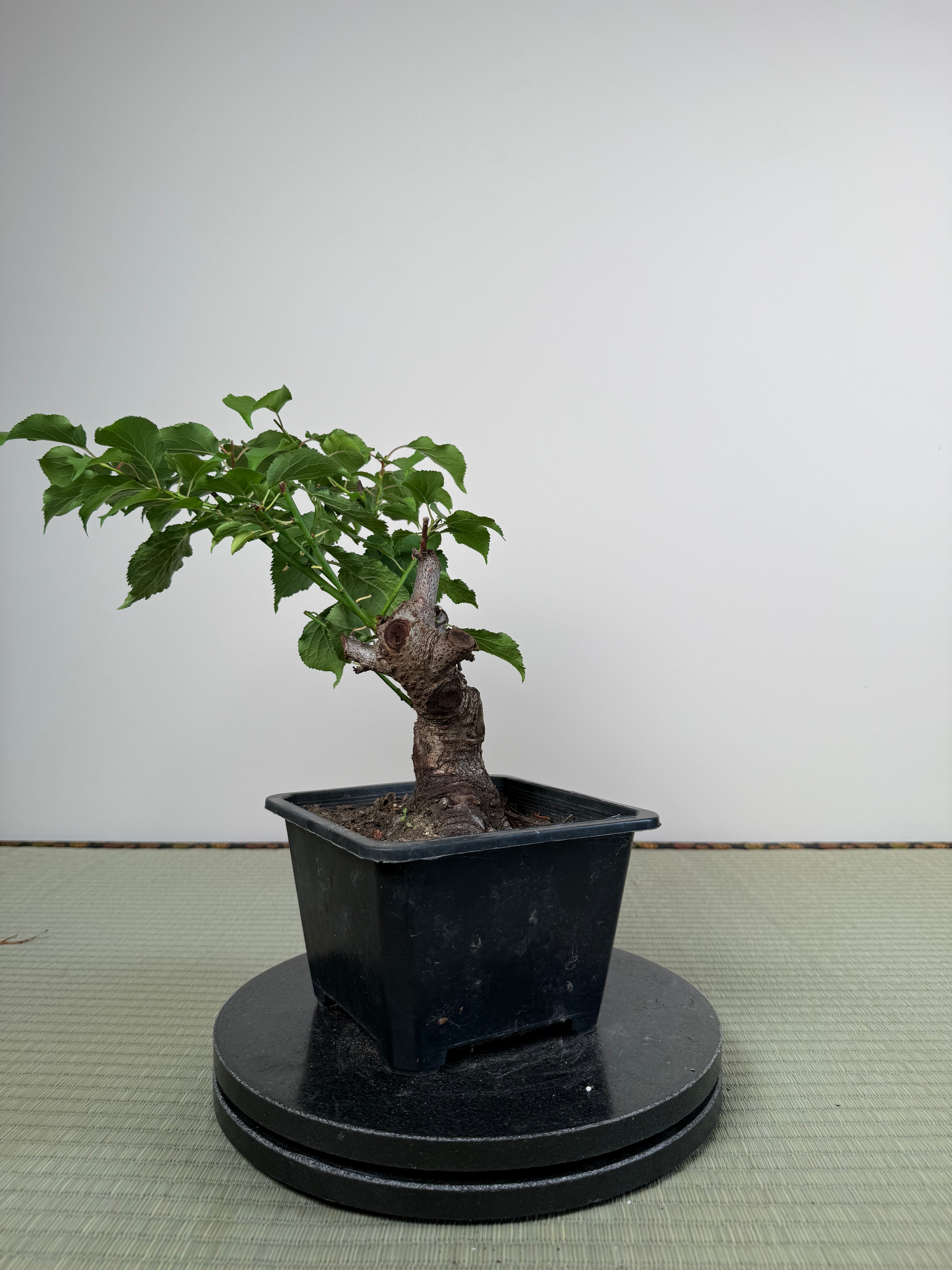 Prunus mume