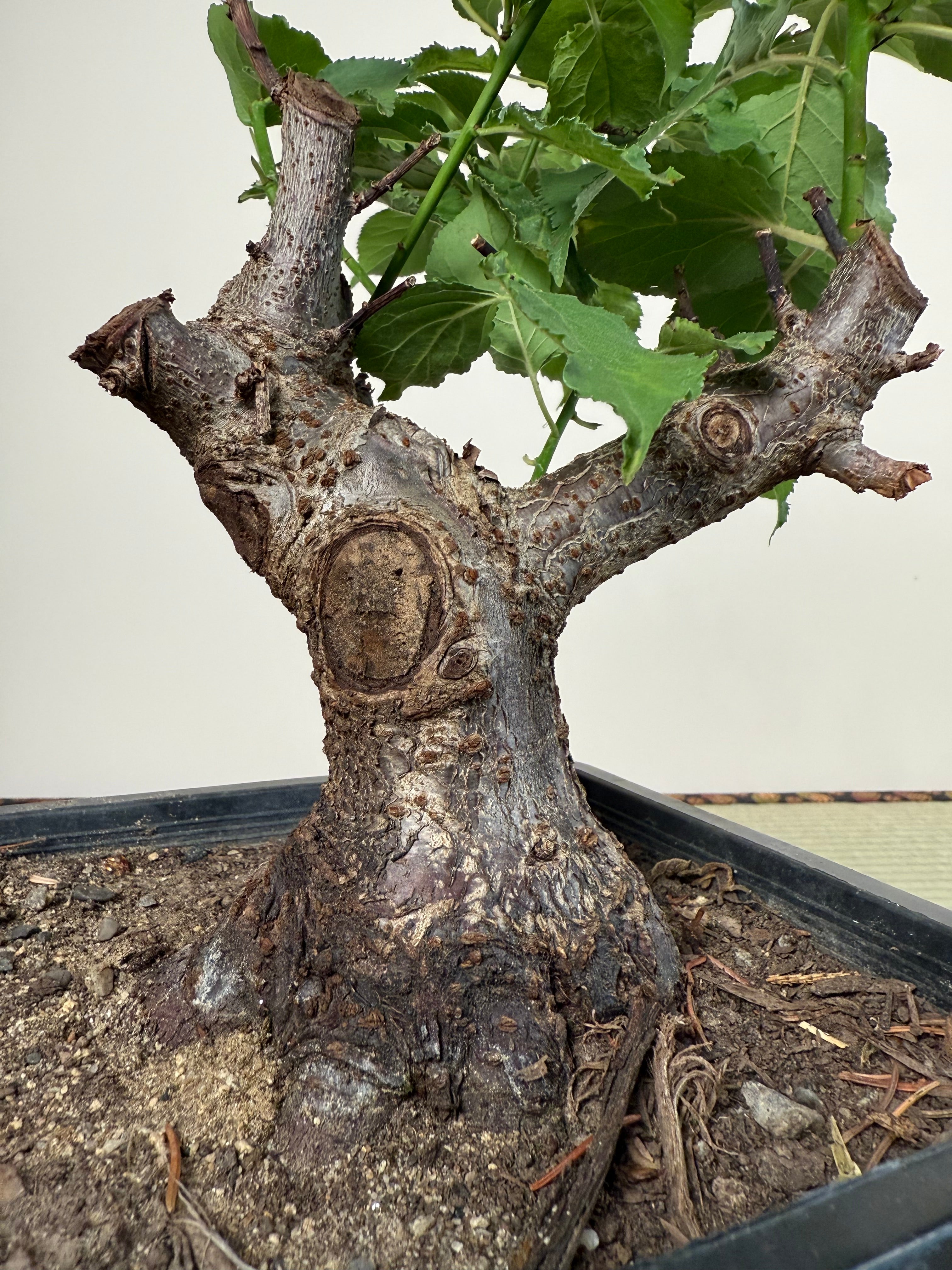 Prunus mume