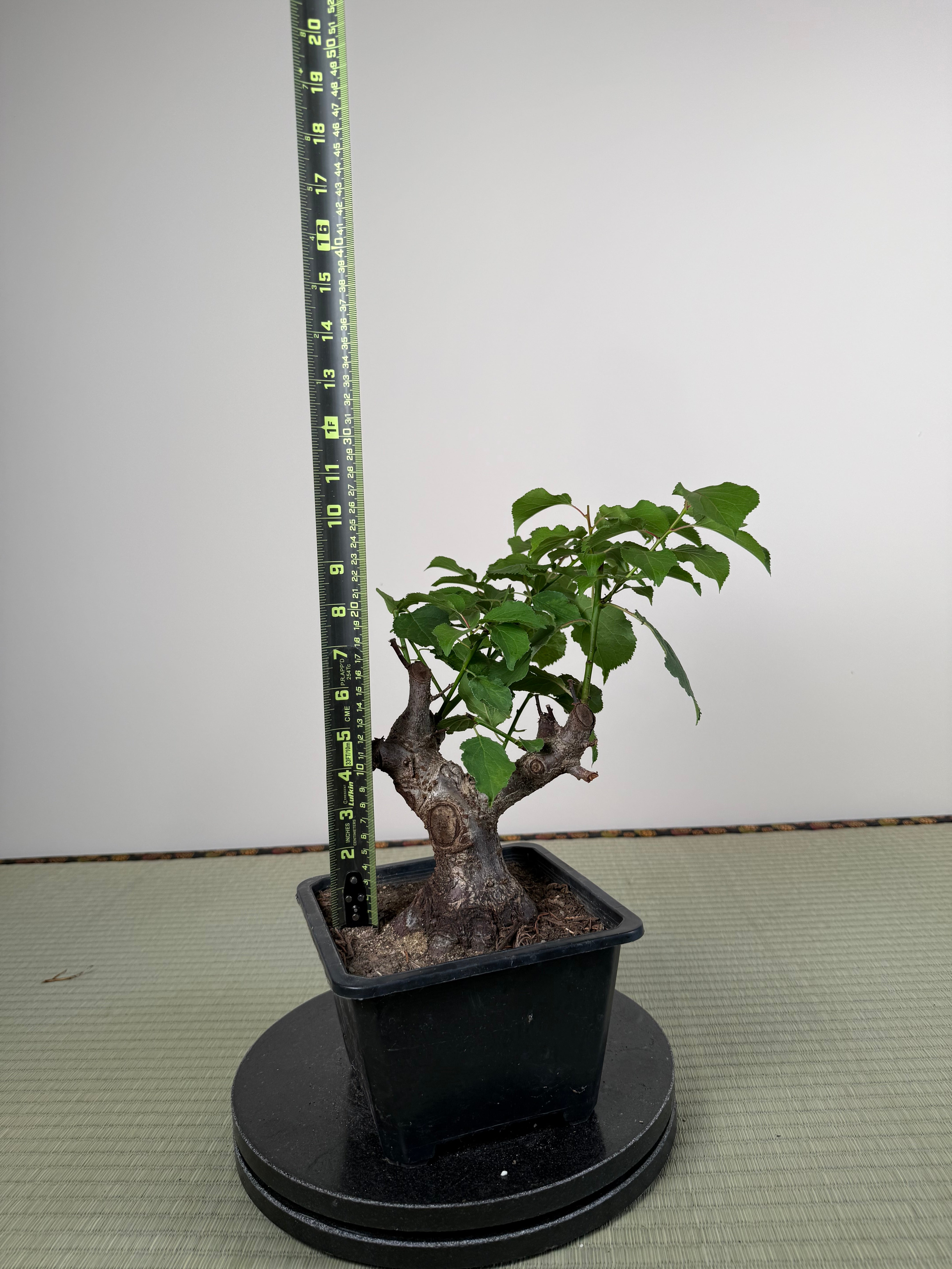 Prunus mume