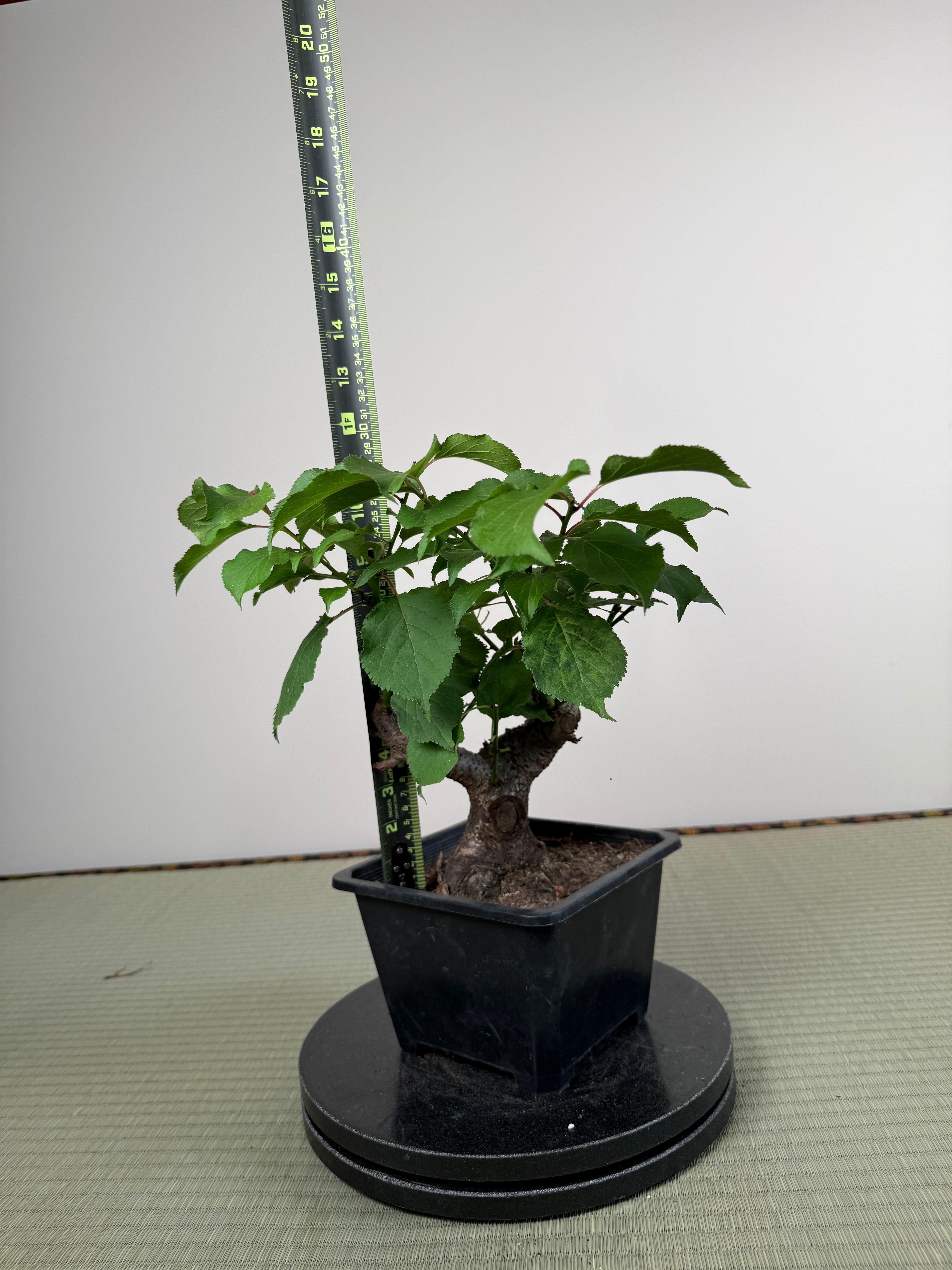 Prunus mume