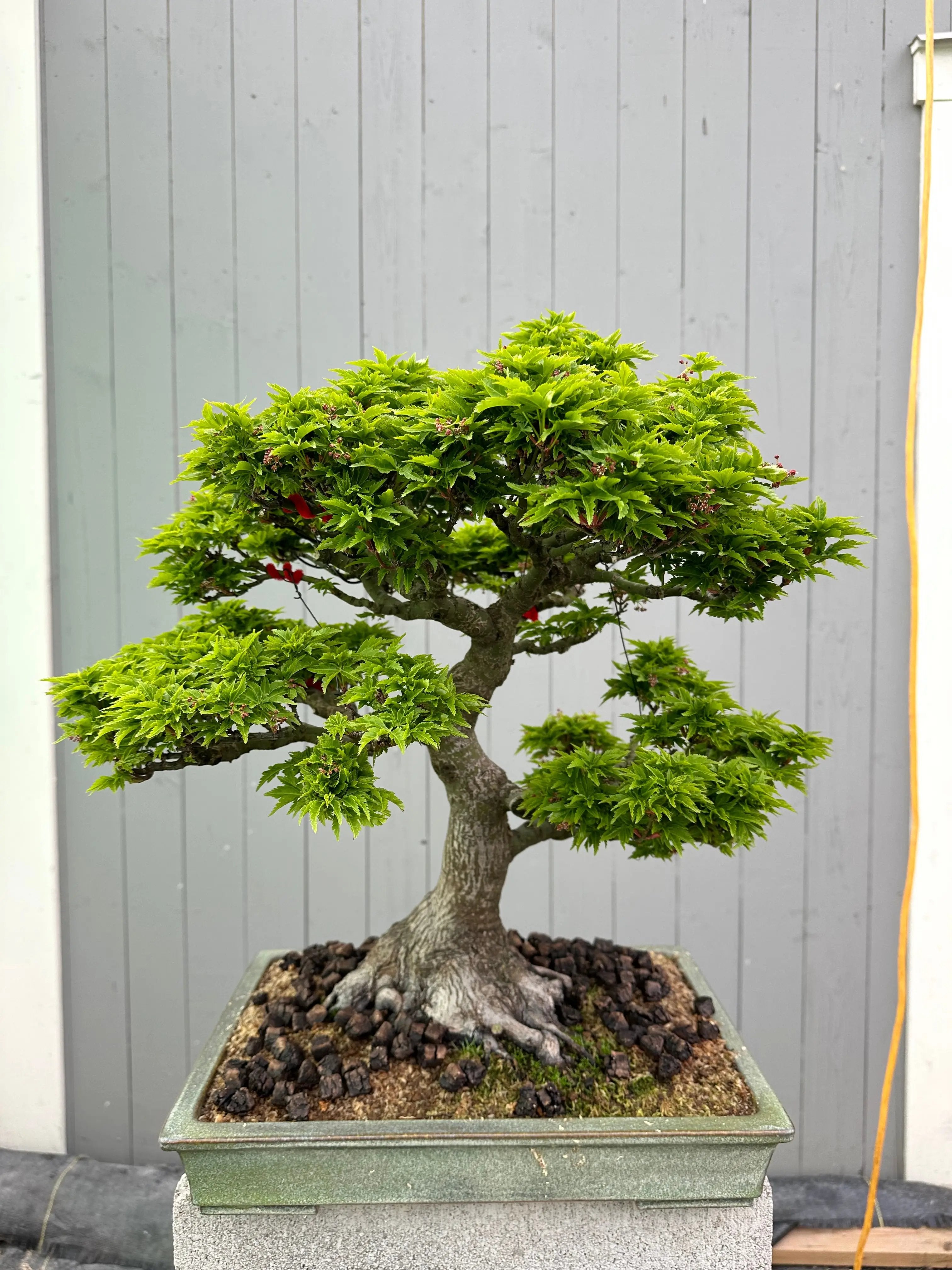 Acer palmatum 'Shishigashira' Canada Bonsai