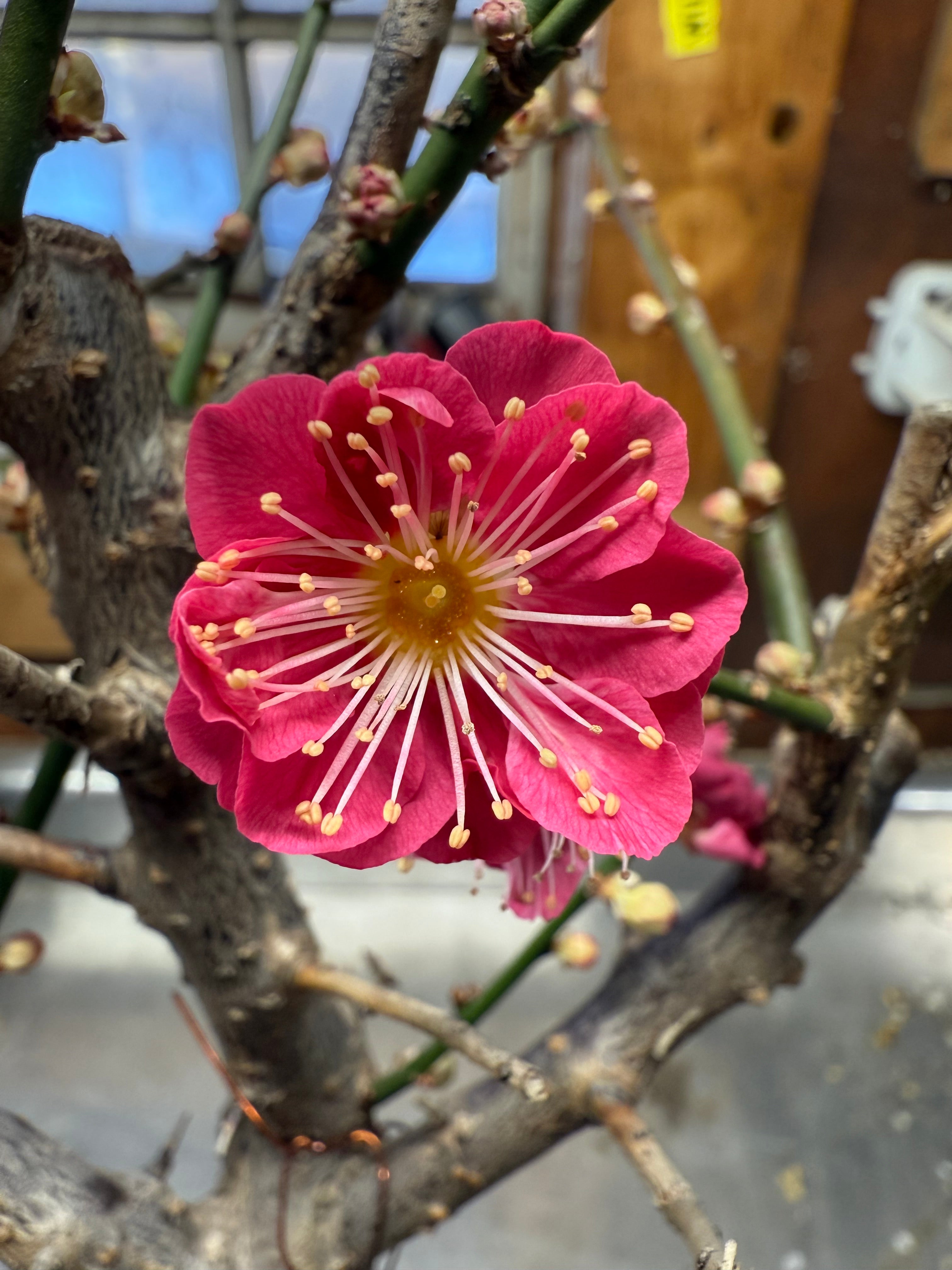 Prunus mume 'QIĀNBÀN ZHŪSHĀ'