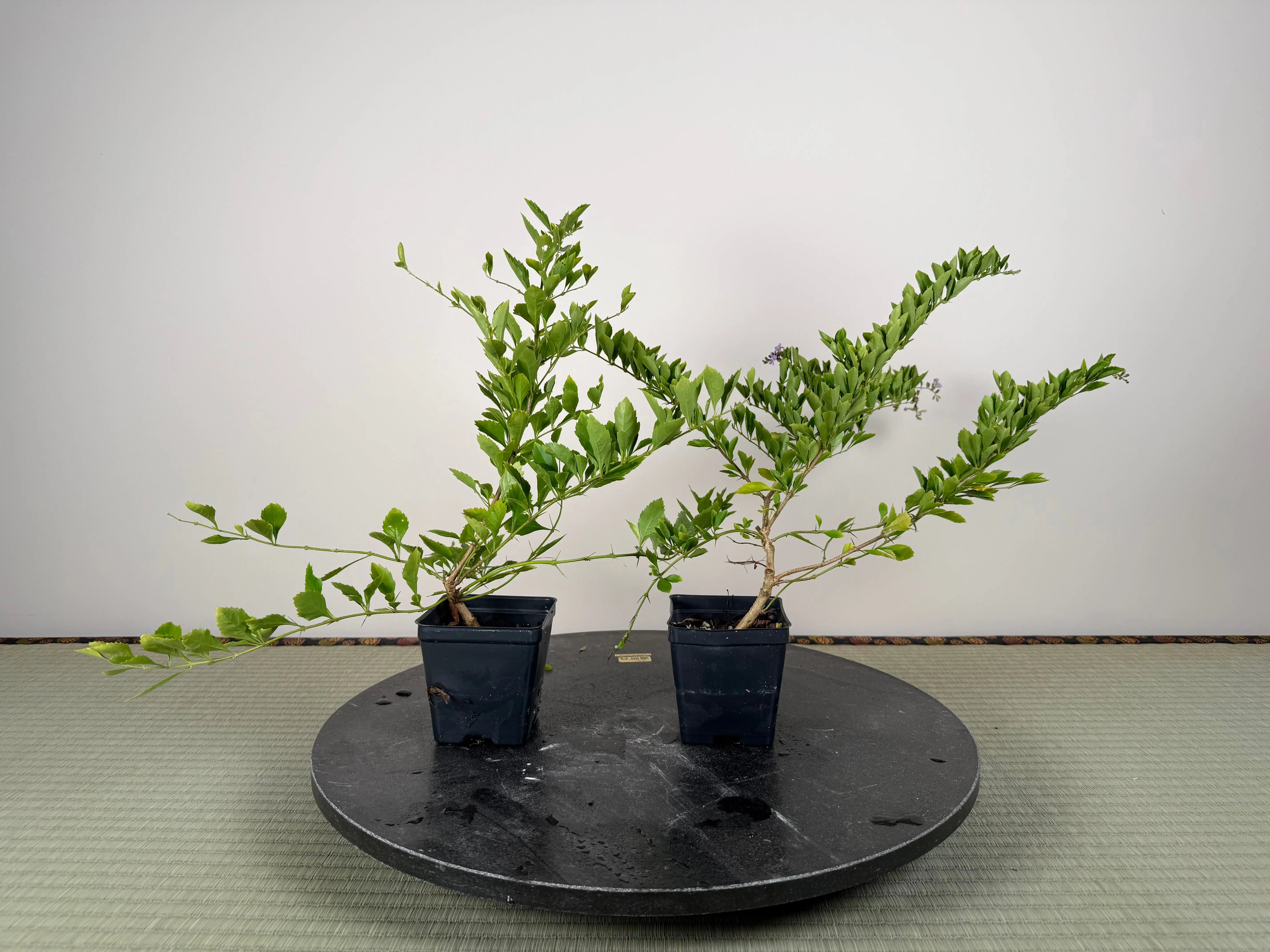 GOLDEN DEWDROP Canada Bonsai