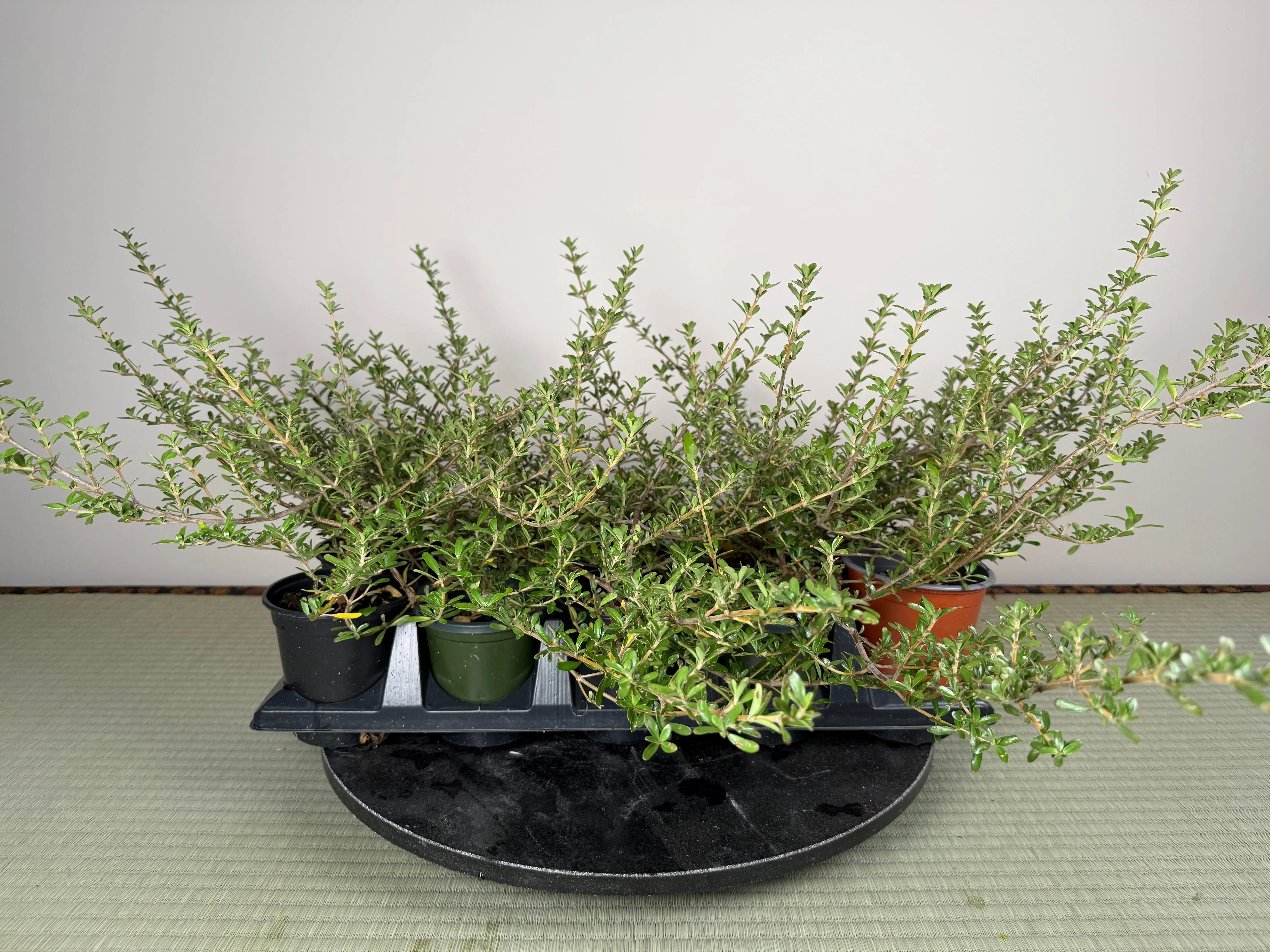 MIRROR BUSH Canada Bonsai