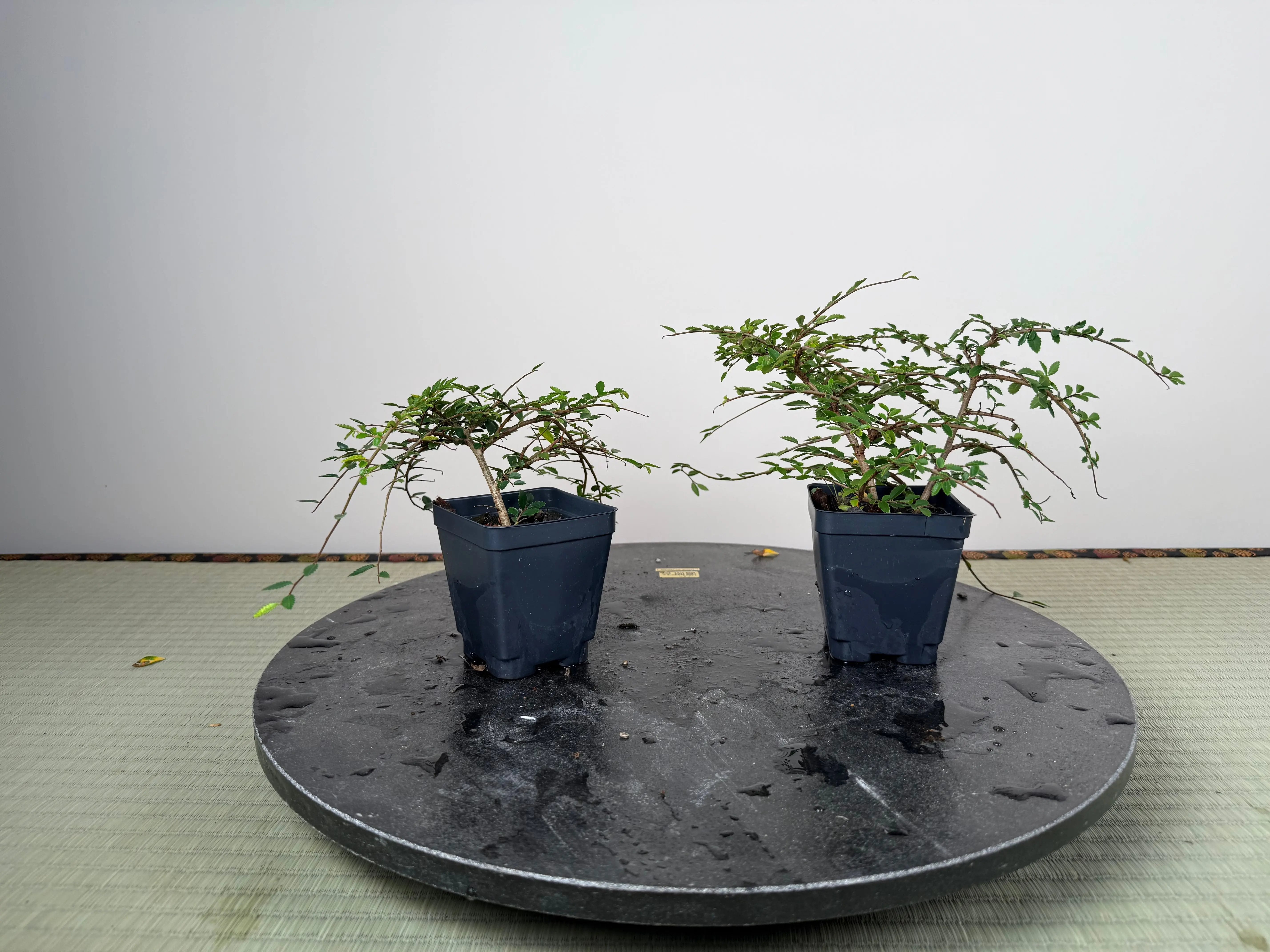 CHINESE ELM Canada Bonsai