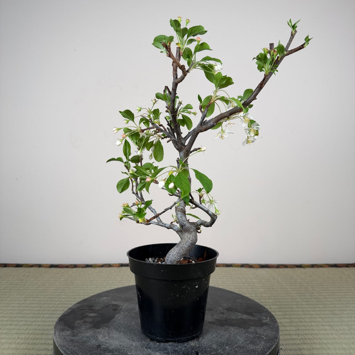 Malus 'Hime Ringo'