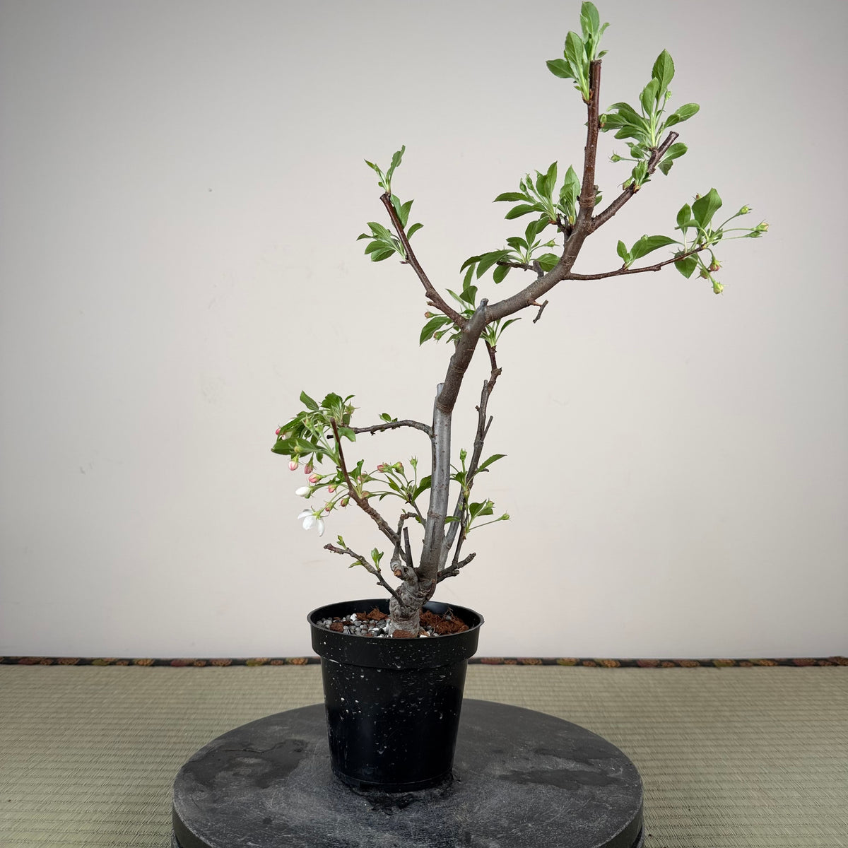 Malus 'Hime Ringo'