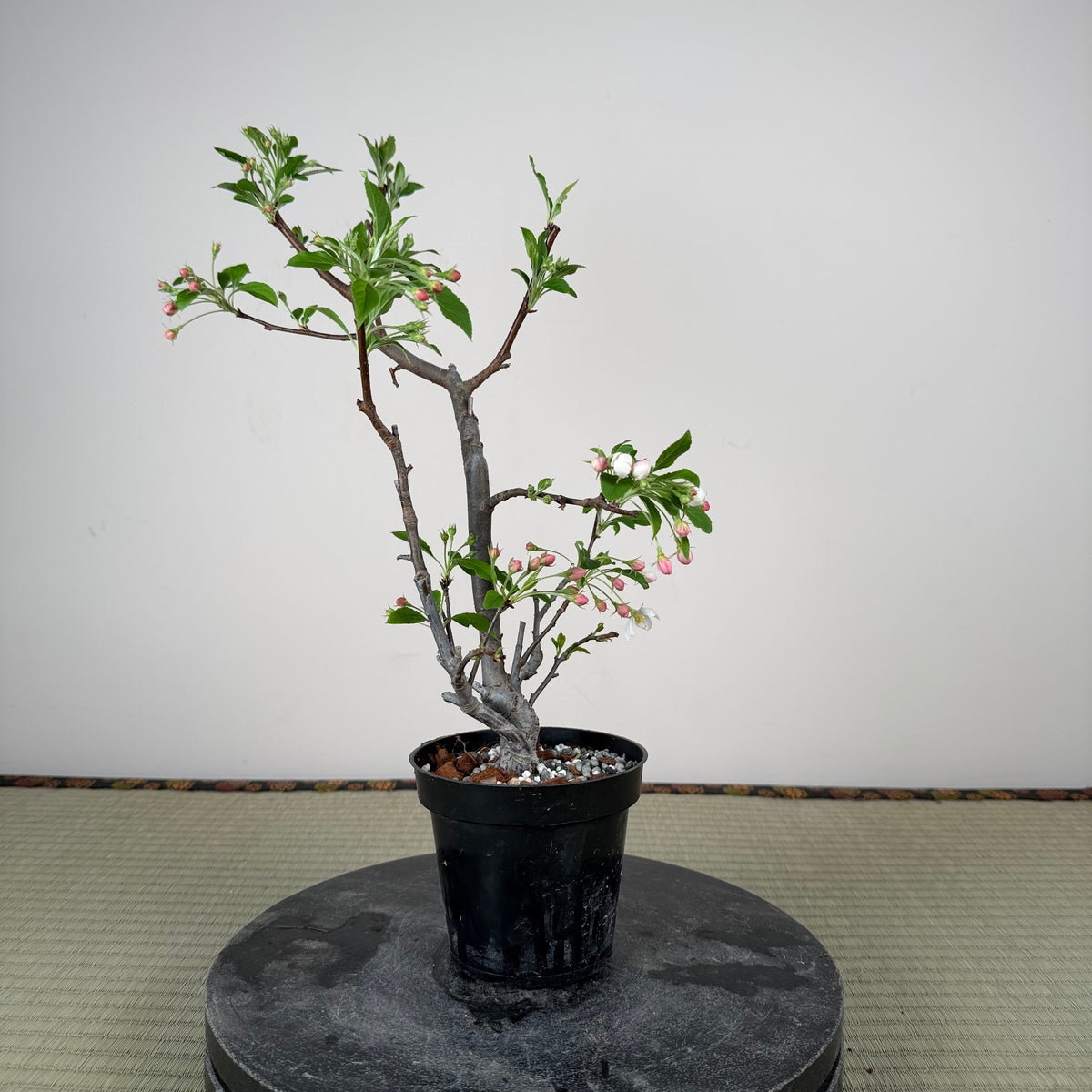 Malus 'Hime Ringo'