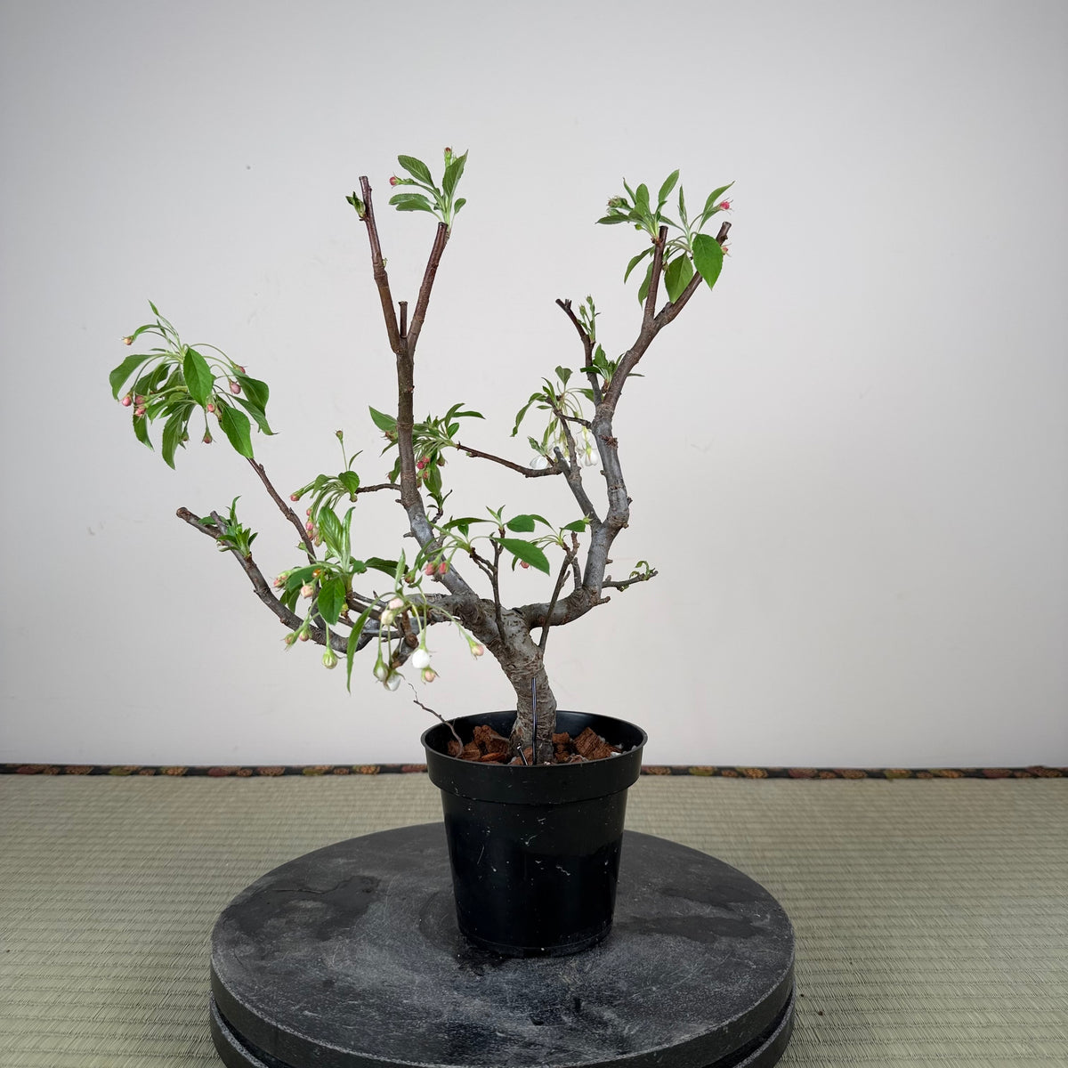 Malus 'Hime Ringo'