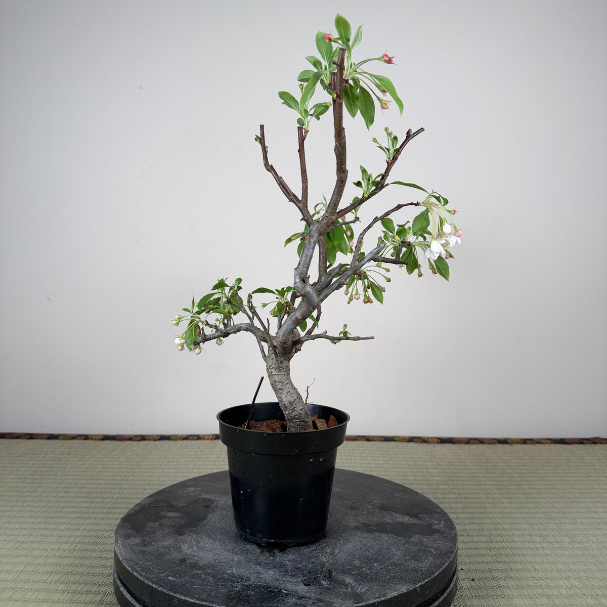 Malus 'Hime Ringo'