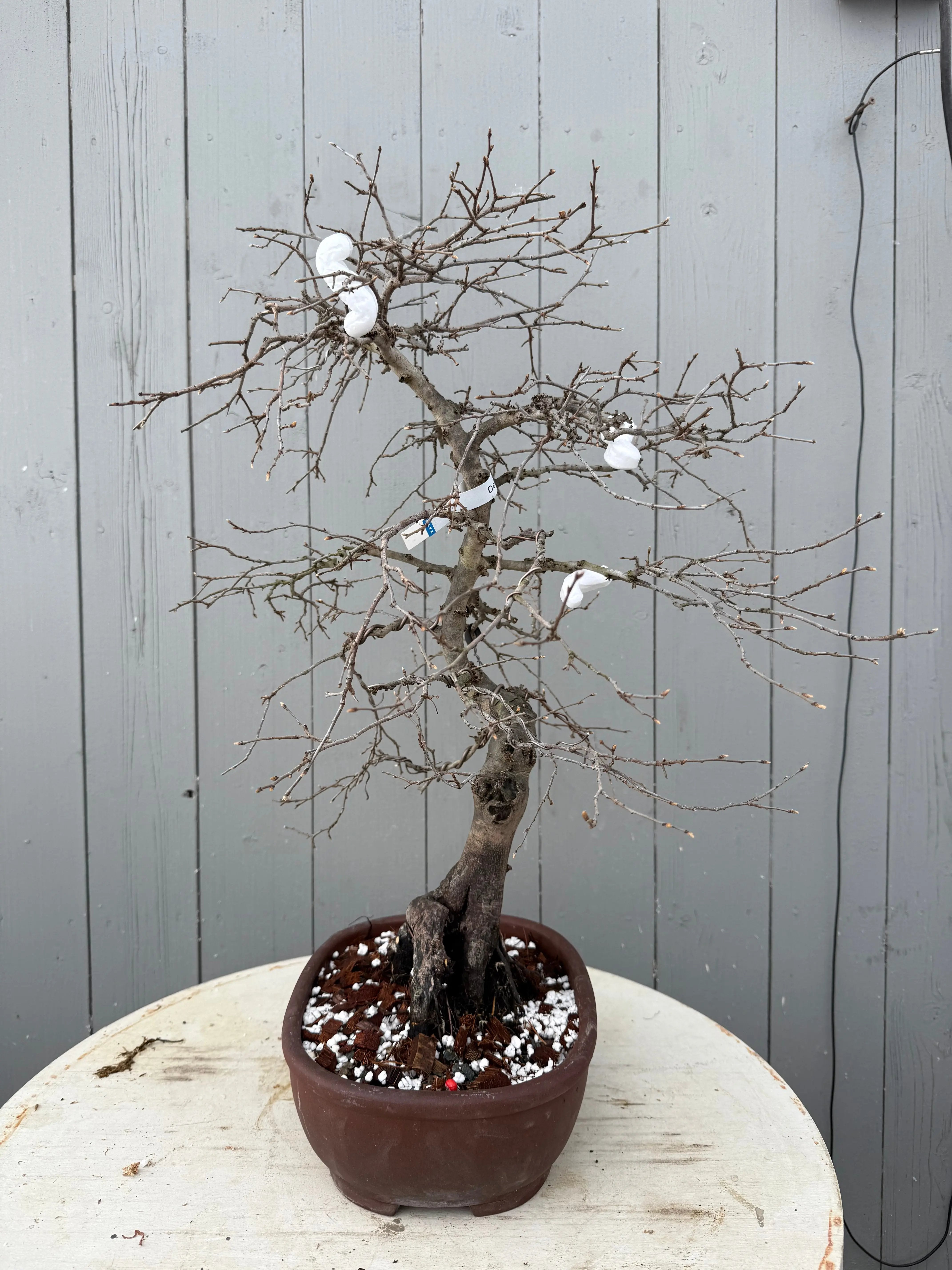 Diospyros rhombifolia Canada Bonsai