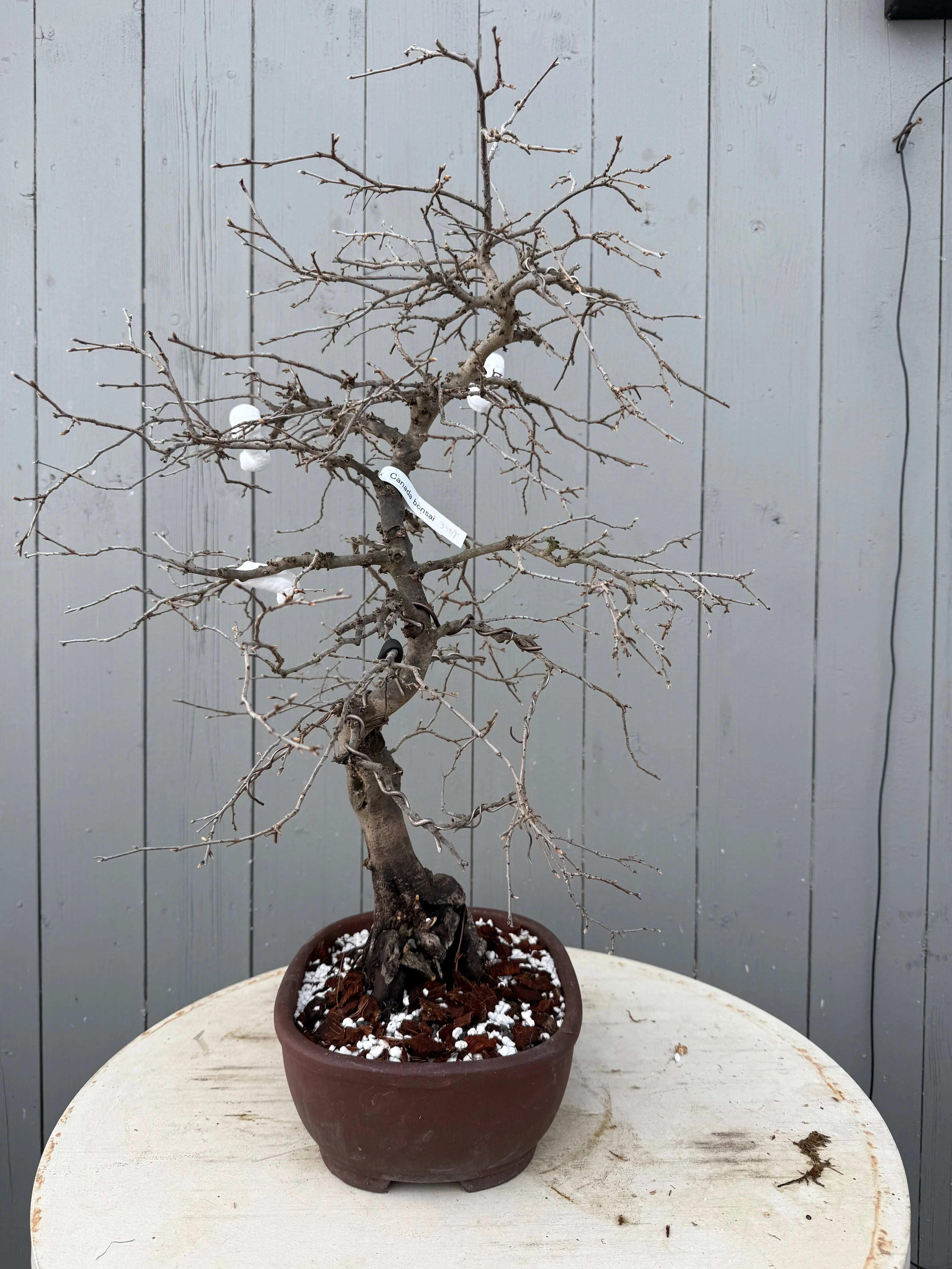 Diospyros rhombifolia Canada Bonsai