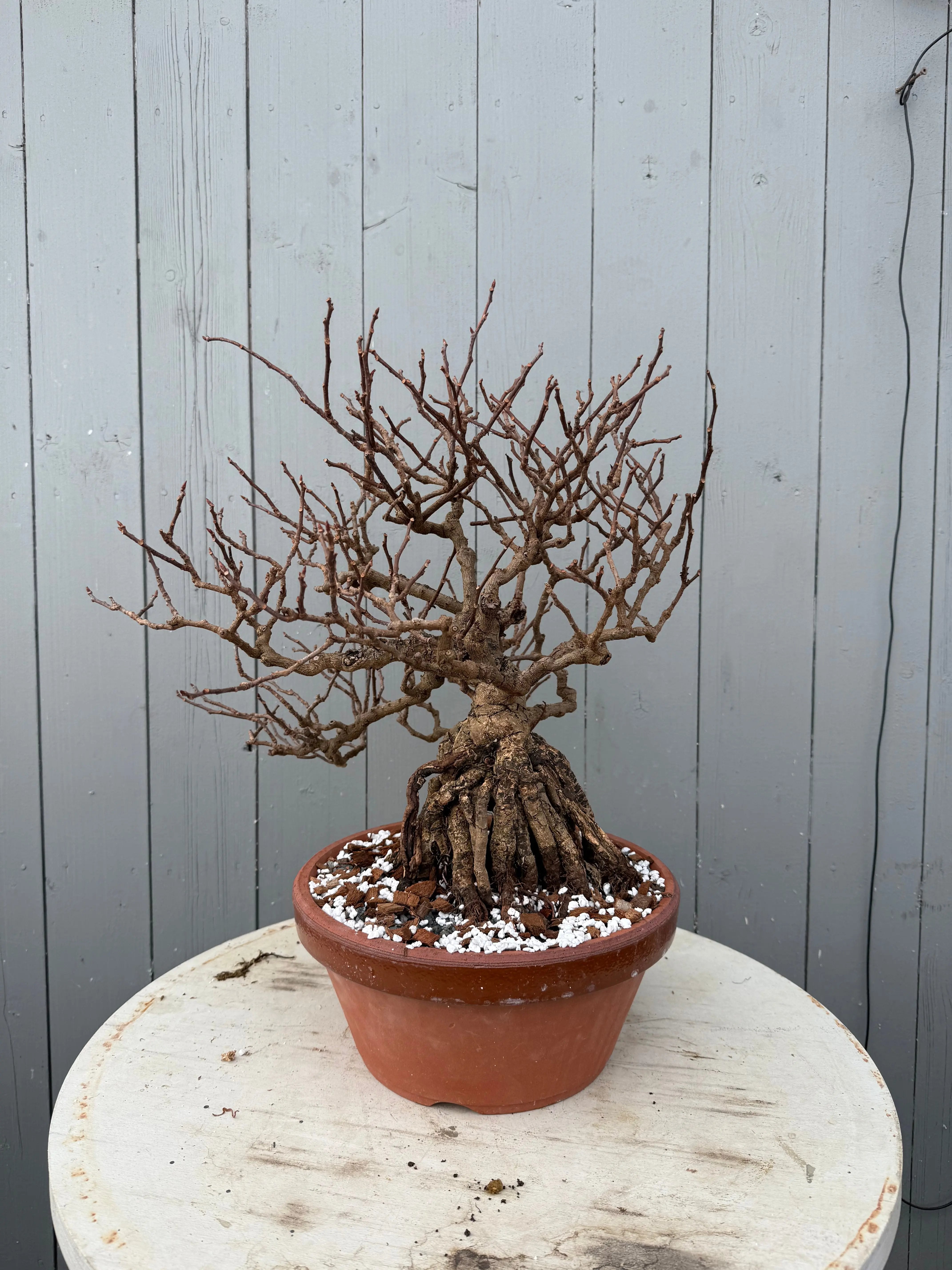 Kadsura japonica Canada Bonsai