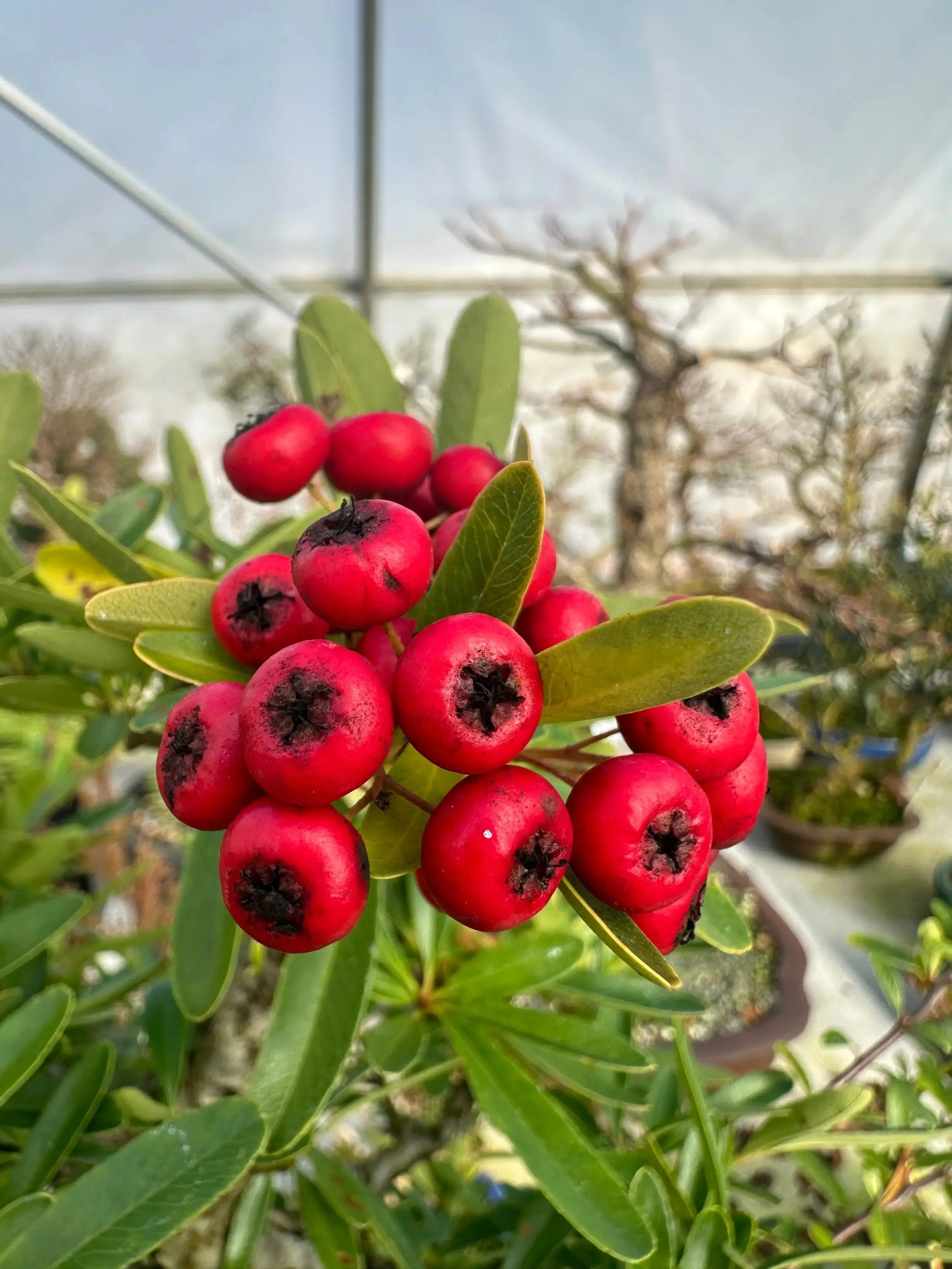 Pyracantha angustifolia Canada Bonsai