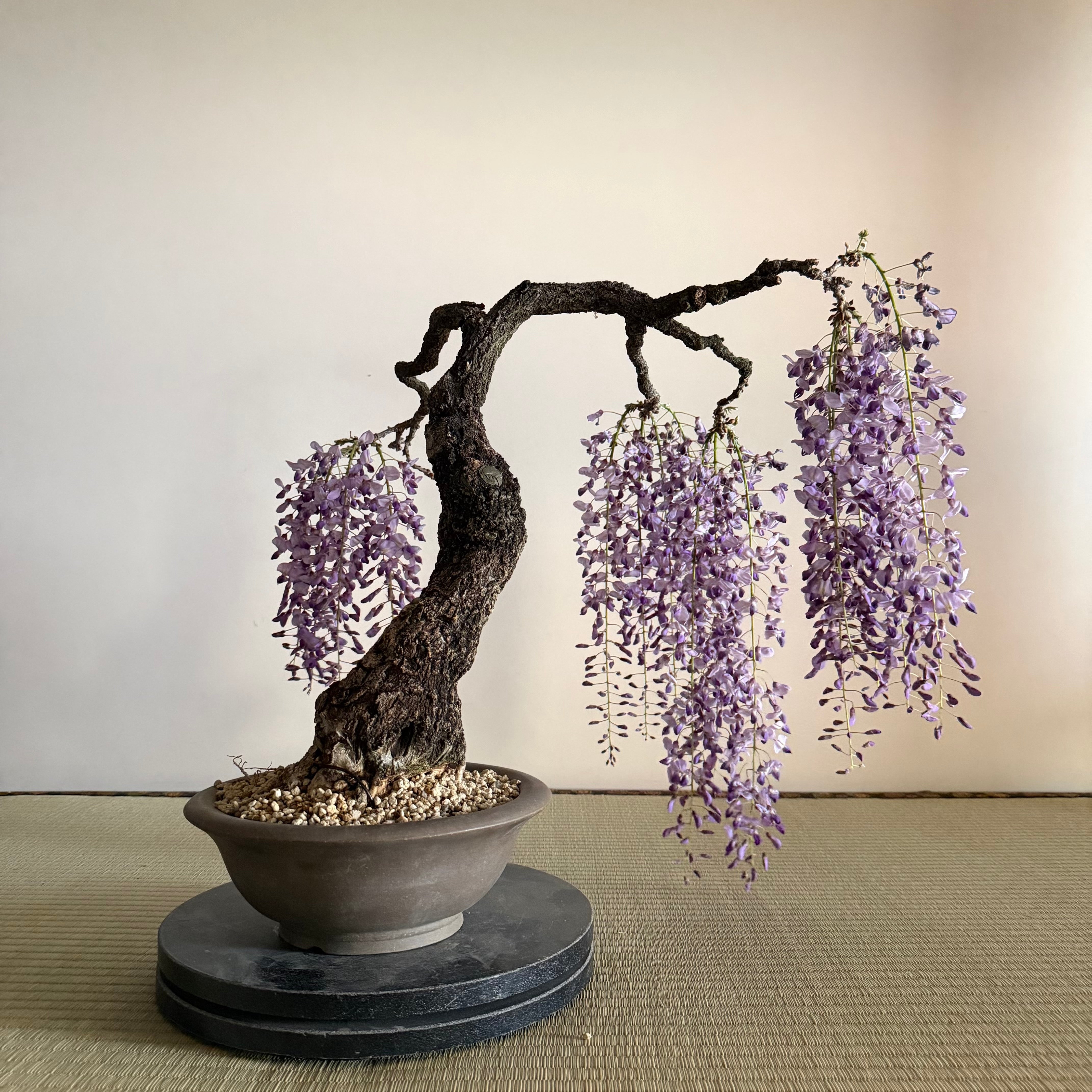 Glycine floribunda