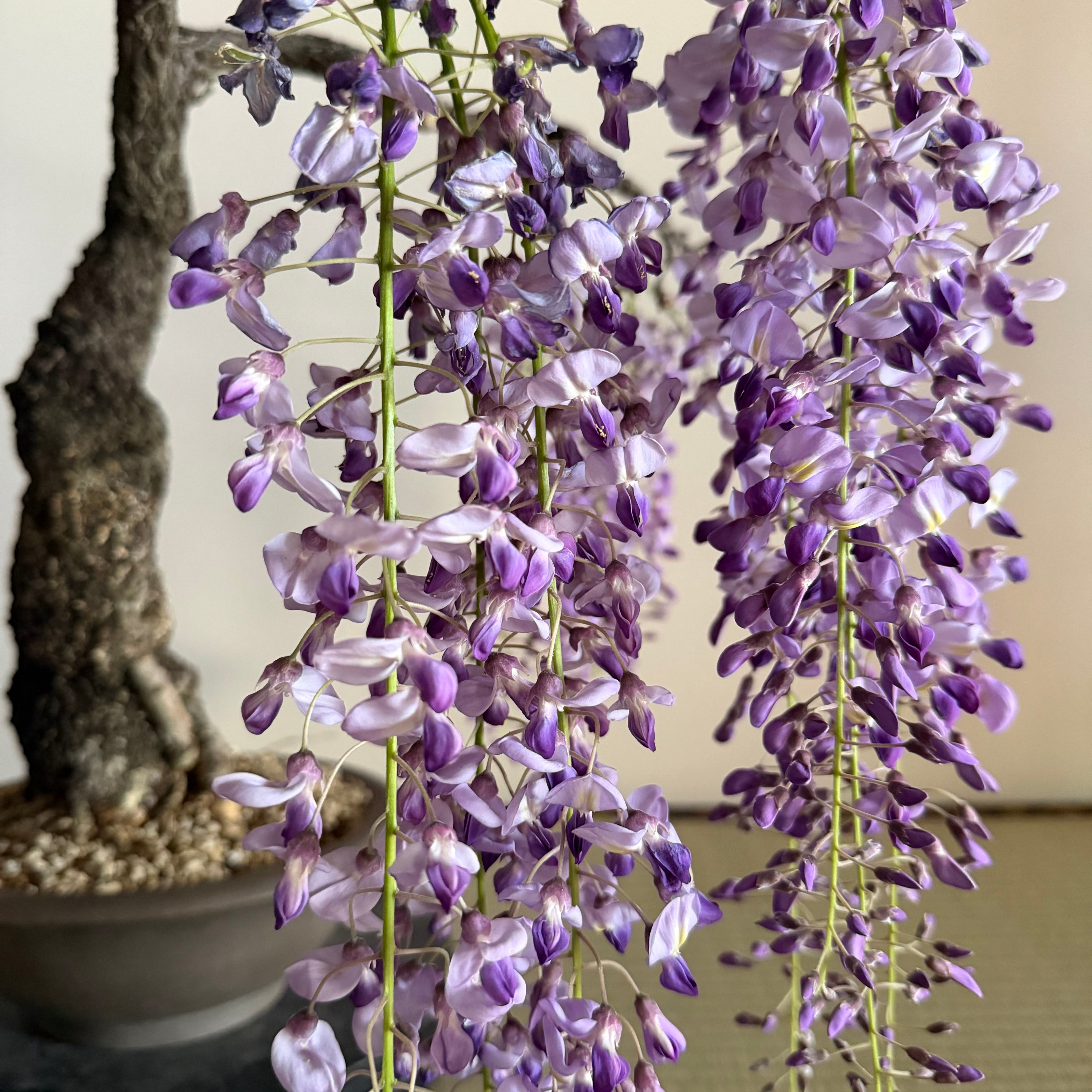 Glycine floribunda