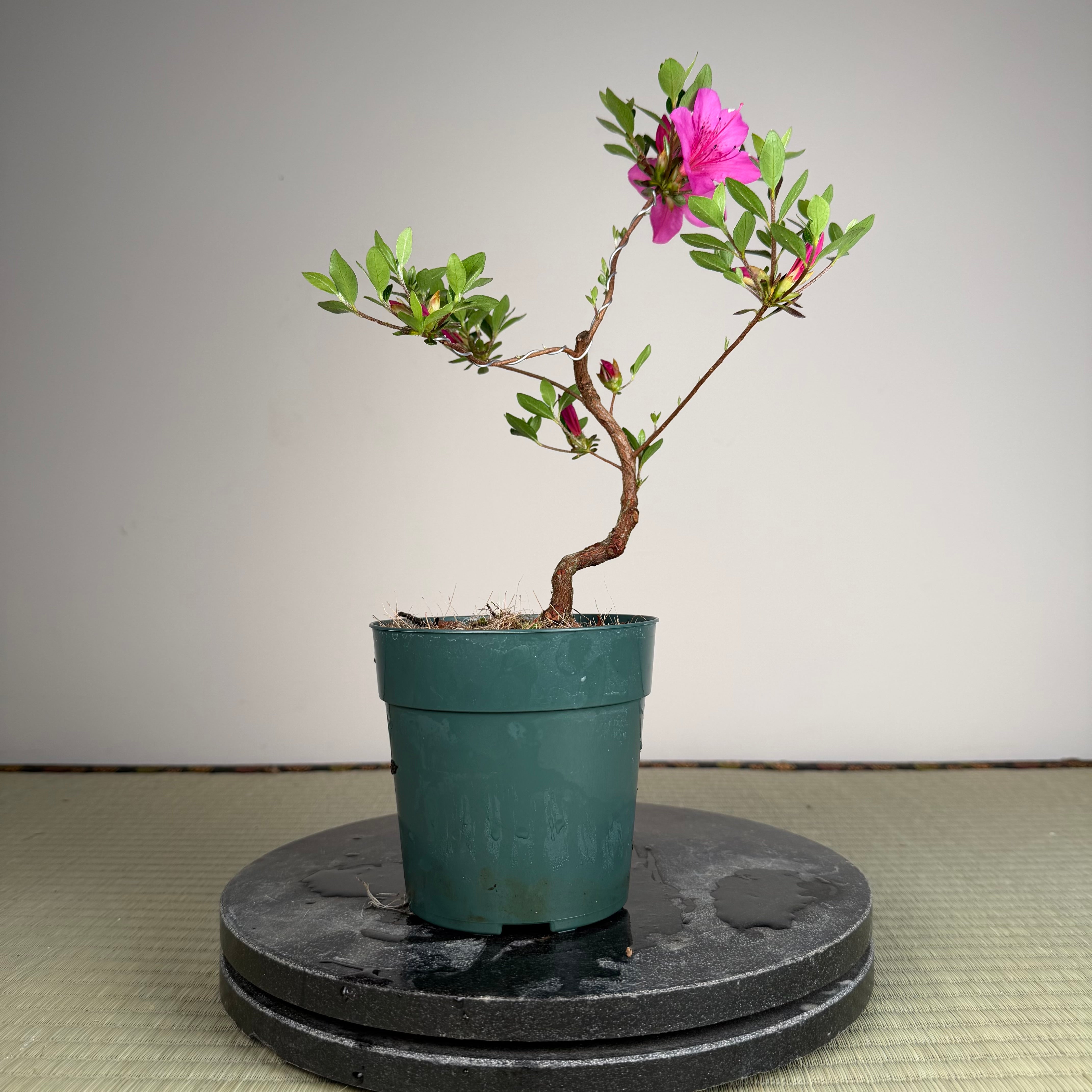 Rhododendron indicum 'Murasaki'