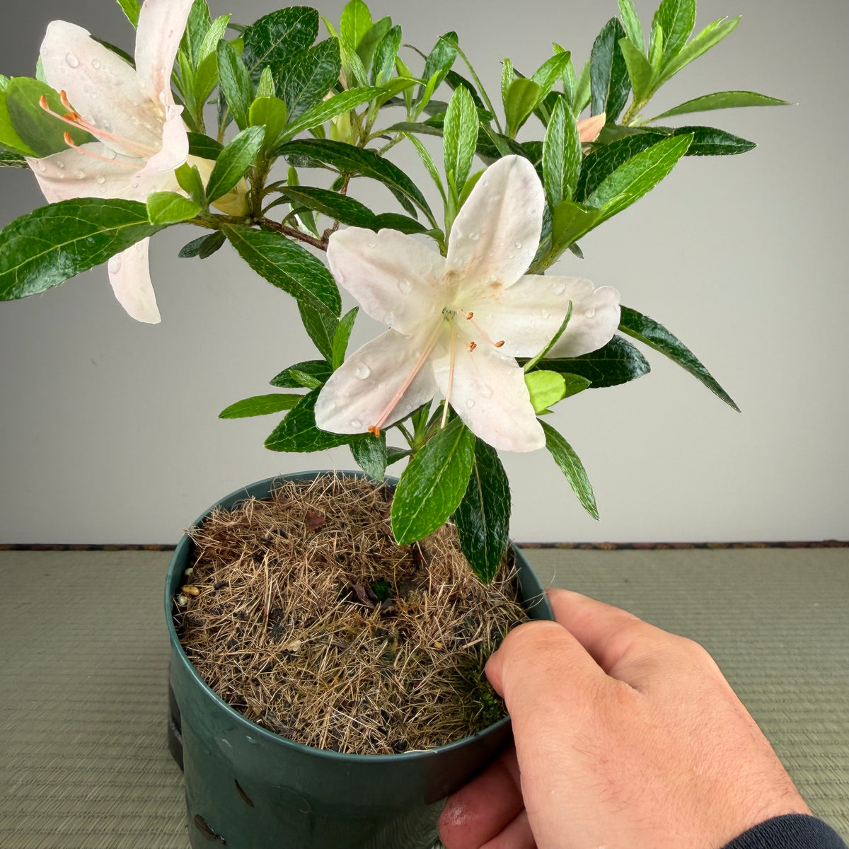 Rhododendron indicum 'Kozan'