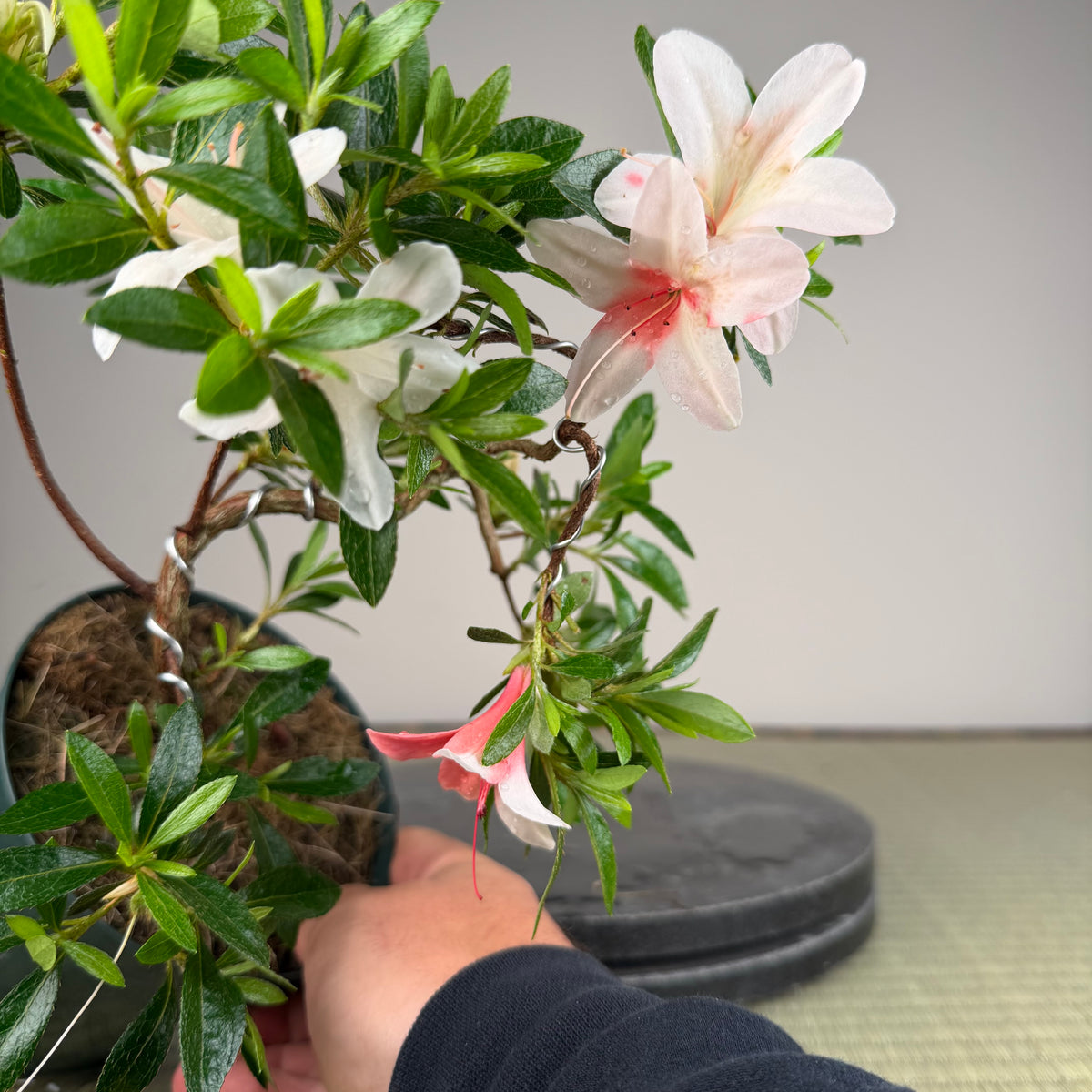 Rhododendron indicum 'Hi No Maru'