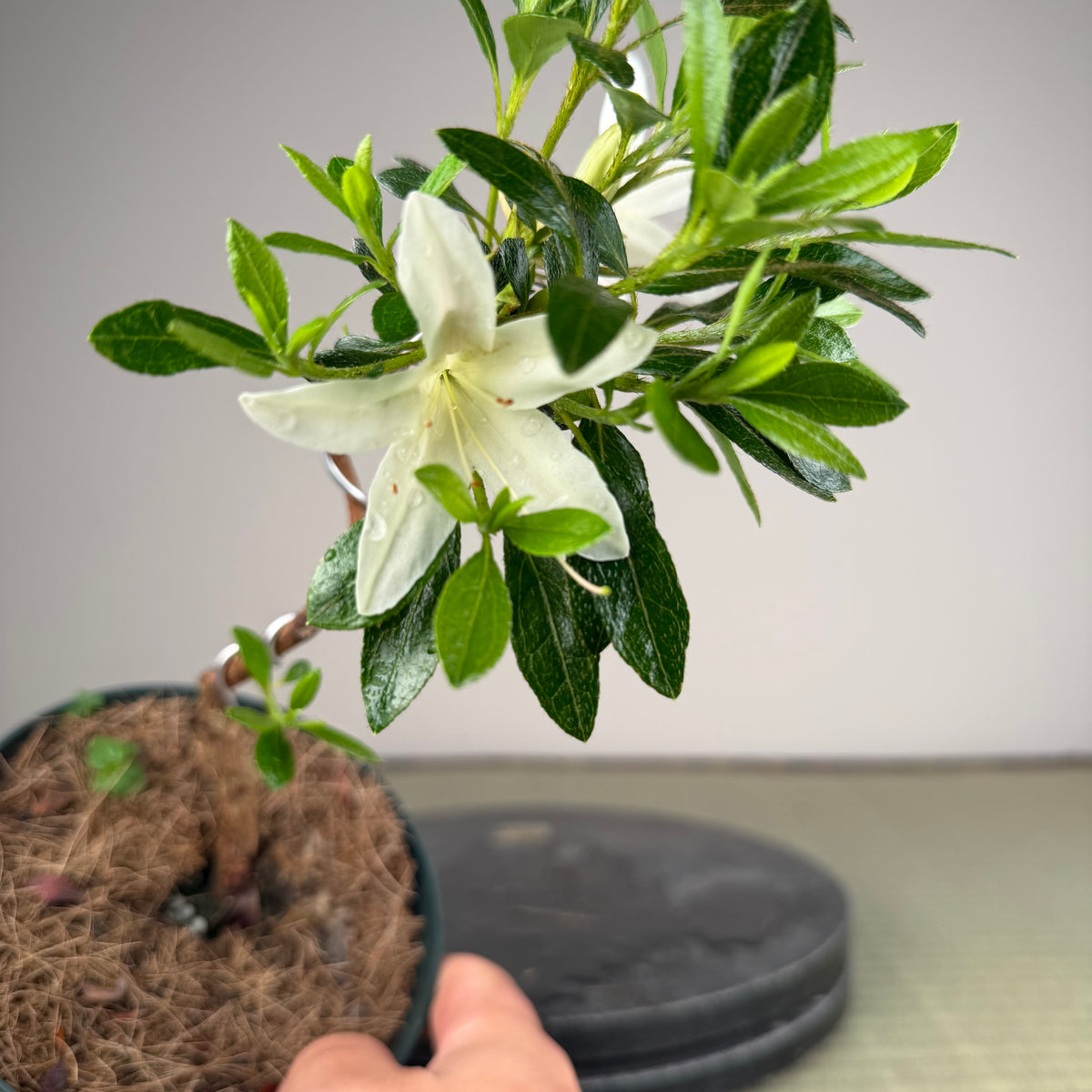 Rhododendron indicum 'Hakurei'