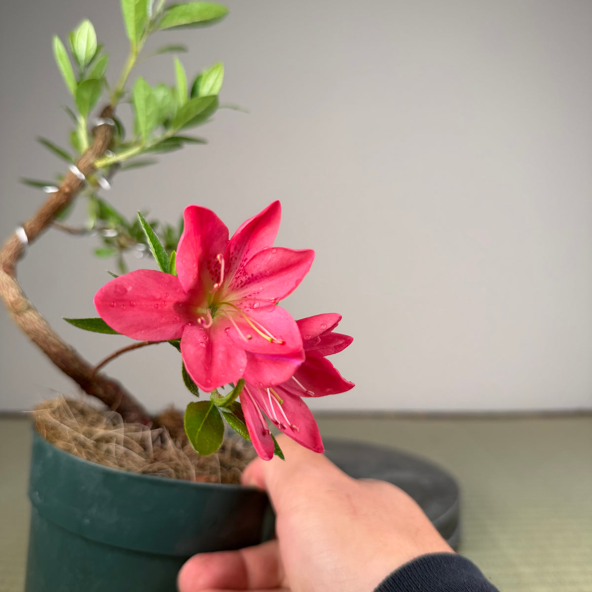 Rhododendron indicum 'Rin'