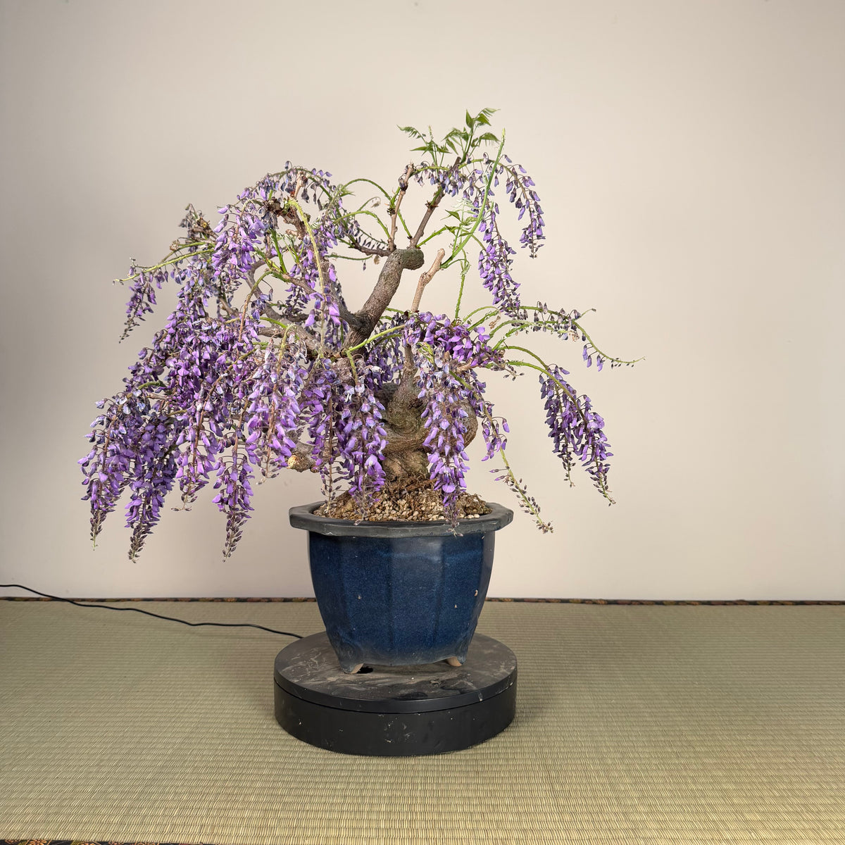 Wisteria floribunda