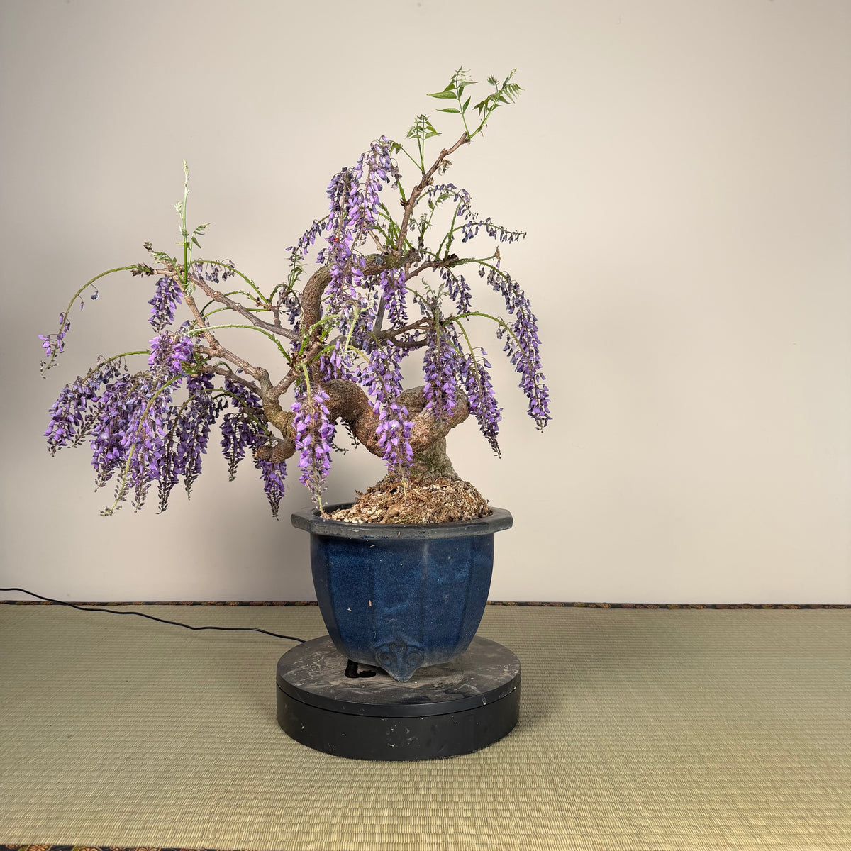 Wisteria floribunda