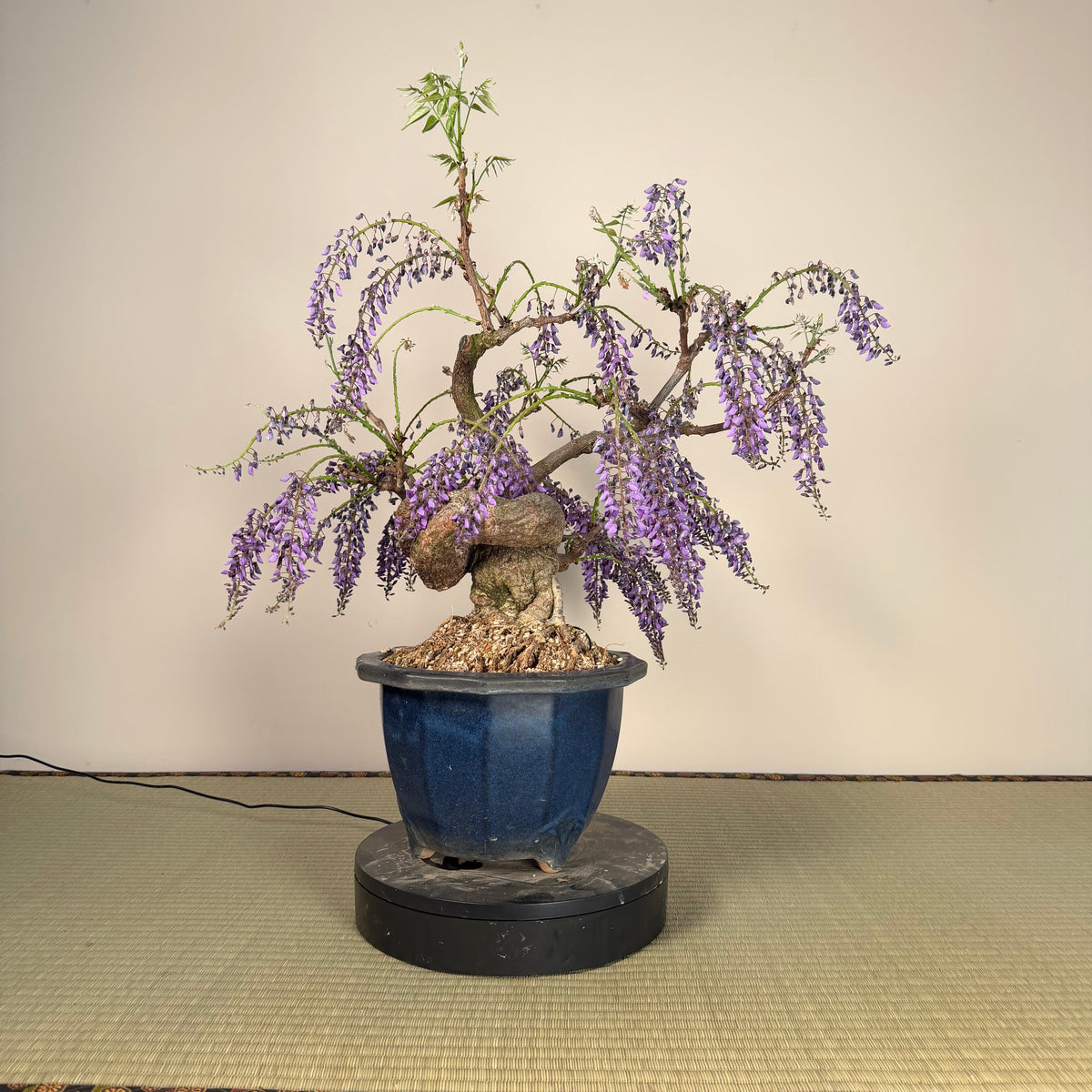 Wisteria floribunda