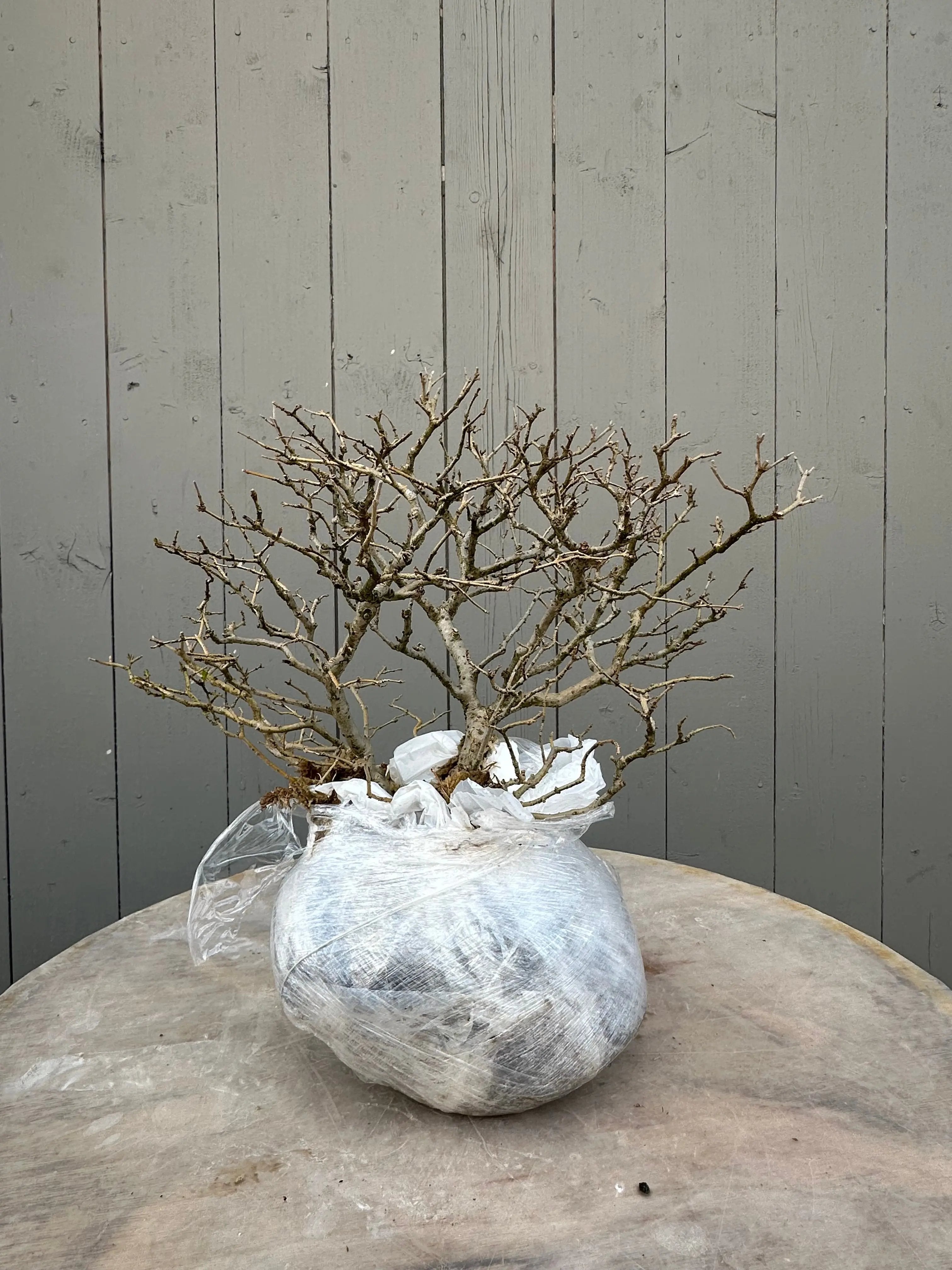Ligustrum #3 Canada Bonsai